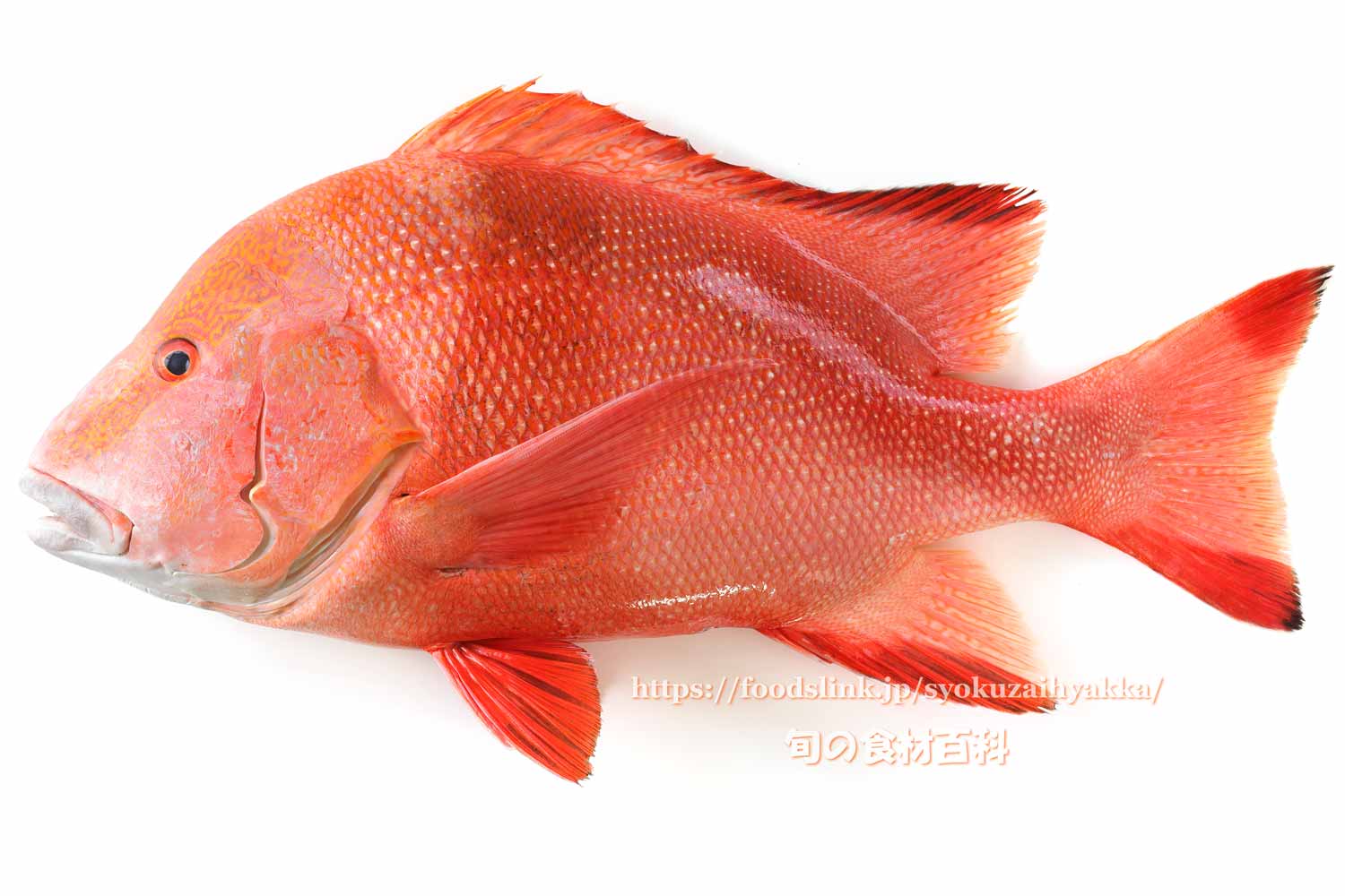 旬の食材百科 - センネンダイ https://foodslink.jp/syokuzaihyakka/syun/fish/センネンダイ写真 ...