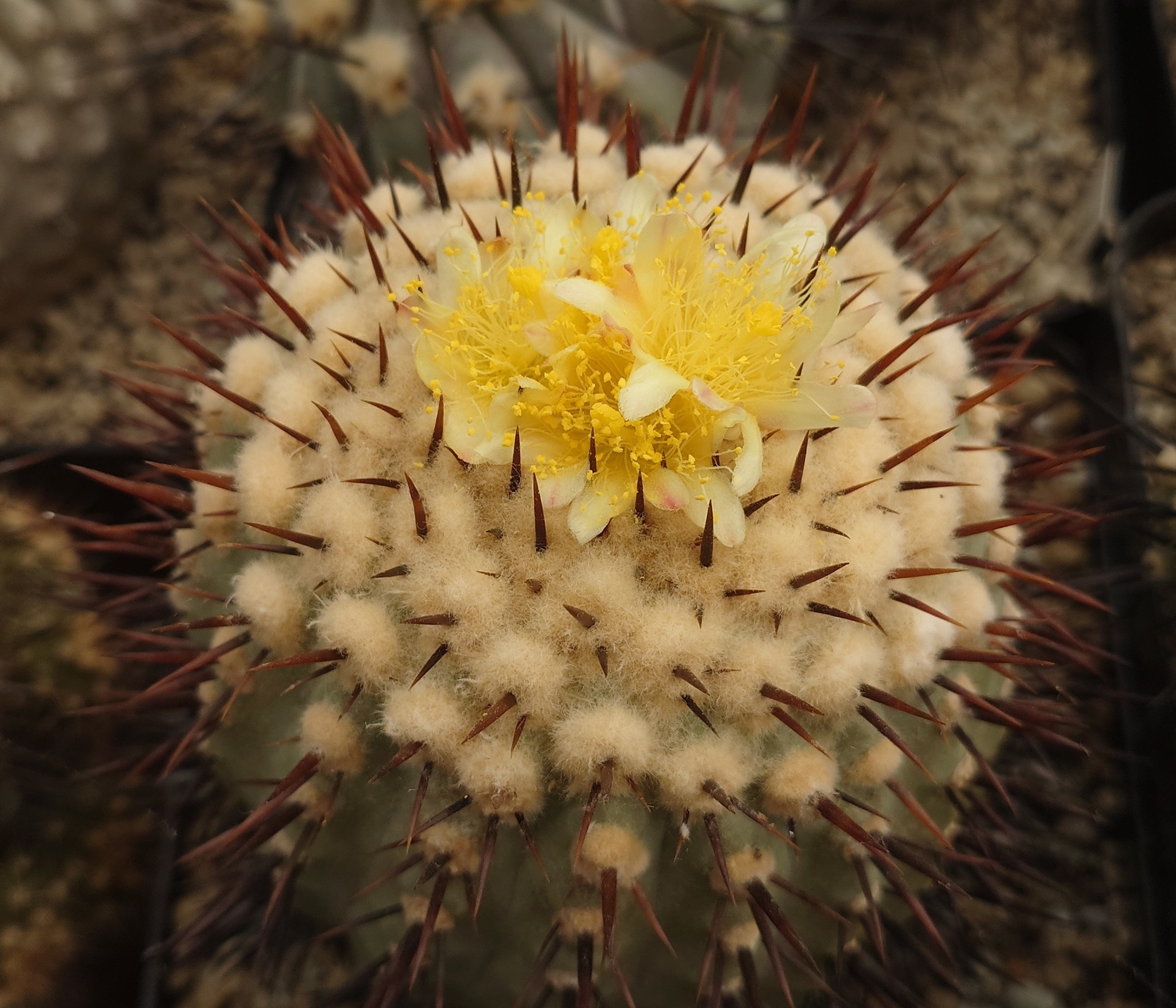 A selection of Copiapoa cinerea in flower today:)