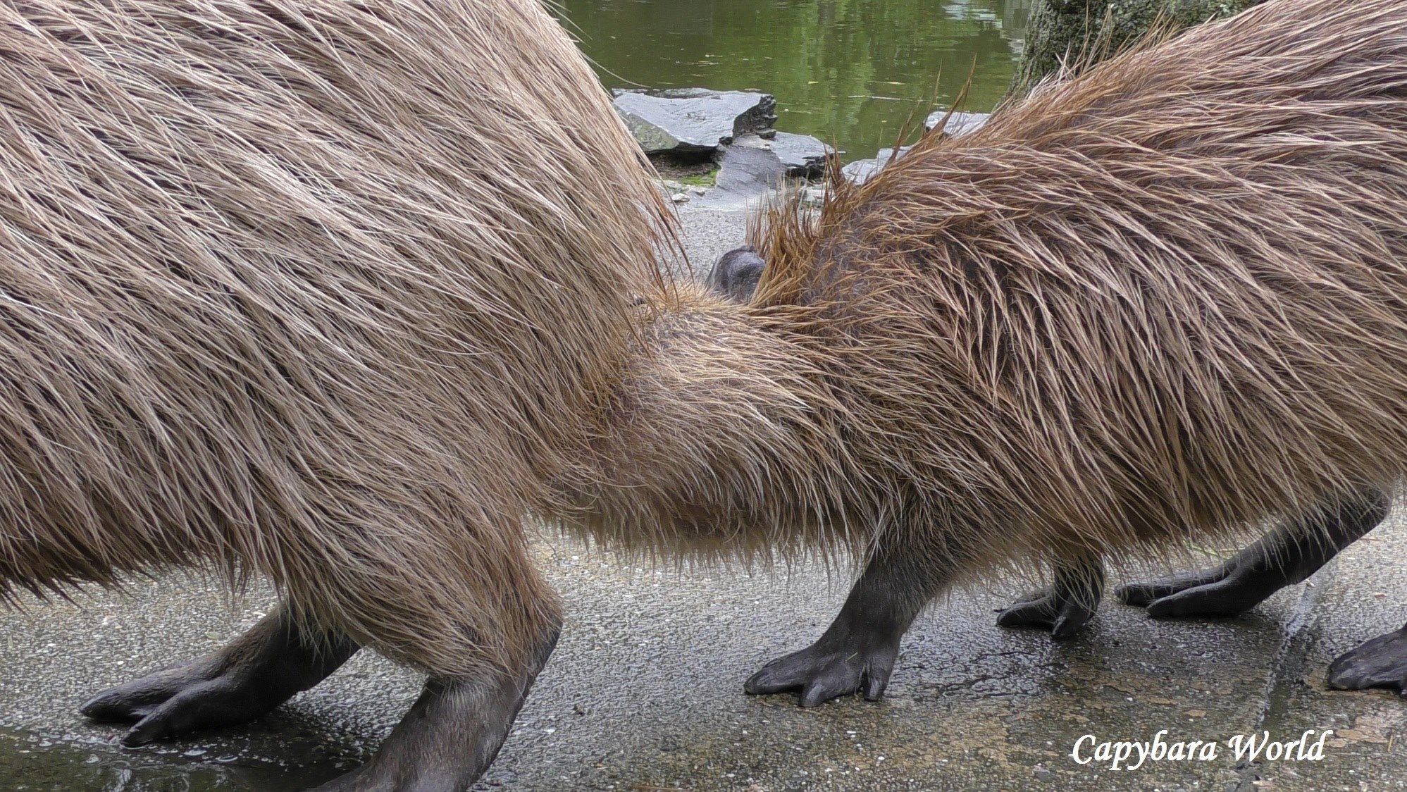 Capybara World カピバラ世界 水豚世界 - Capybaras learn a lot from sniffing each ...