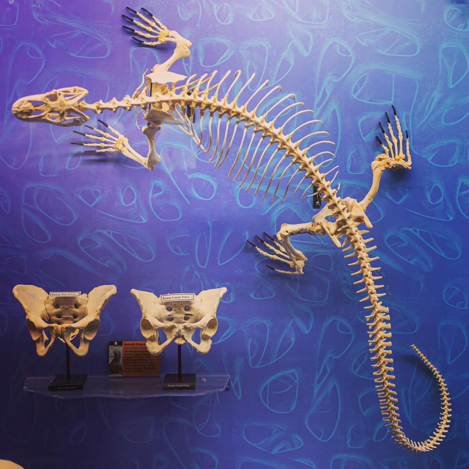 Museum of Osteology - As the largest (living) lizard, the Komodo Dragon ...