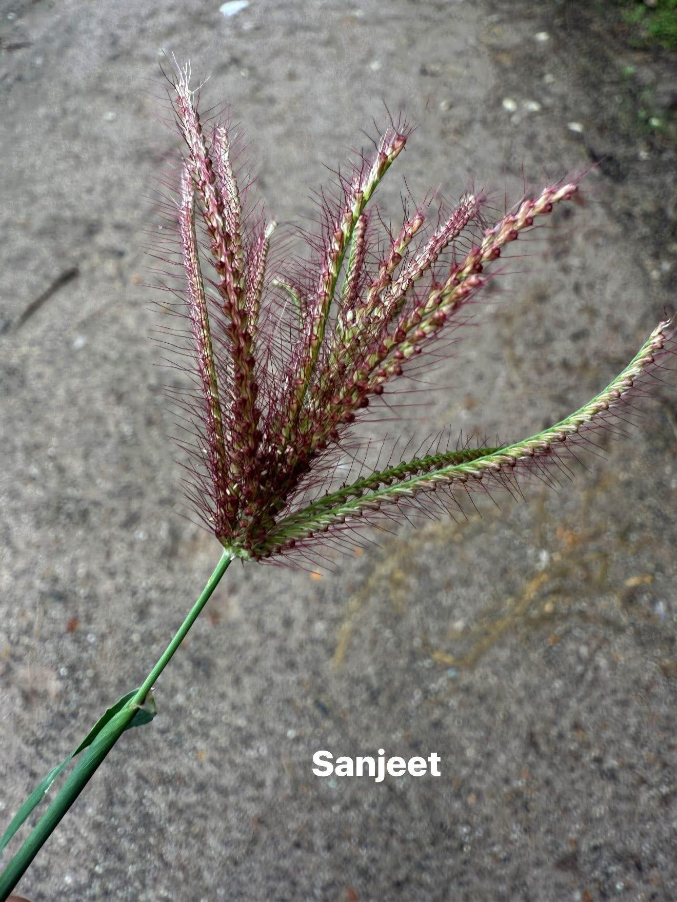 FLORA OF MANIPUR | Facebook