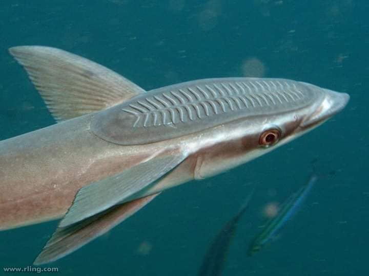 Kelantan Ikan Tapak Kasut Salam Semua Ini Adalah فيسبوك