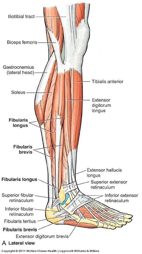 Anterior And Posterior Leg Muscles