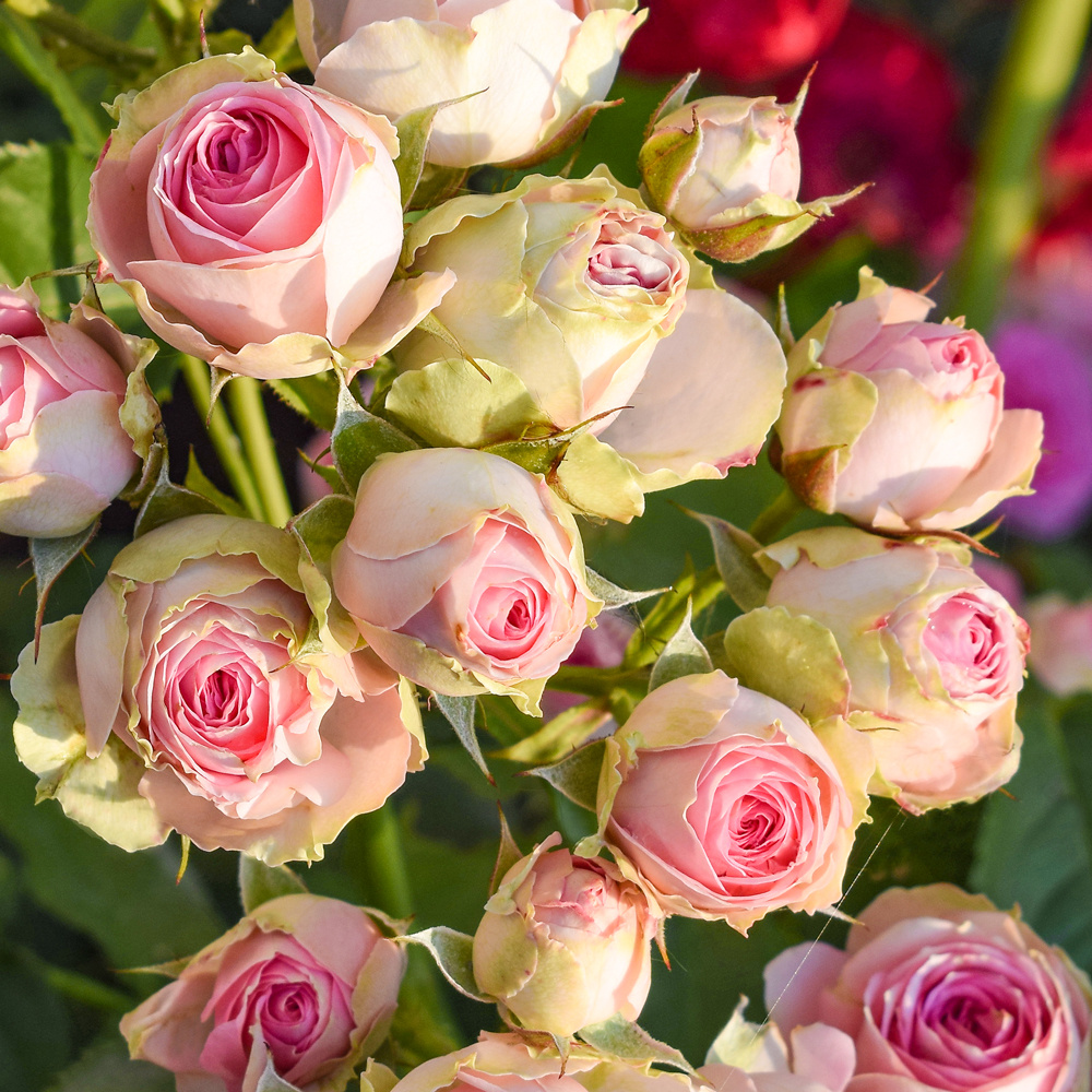 GradinaMax LV - 🌹🤗 Rozes, kas jūs apburs no pirmā acu...
