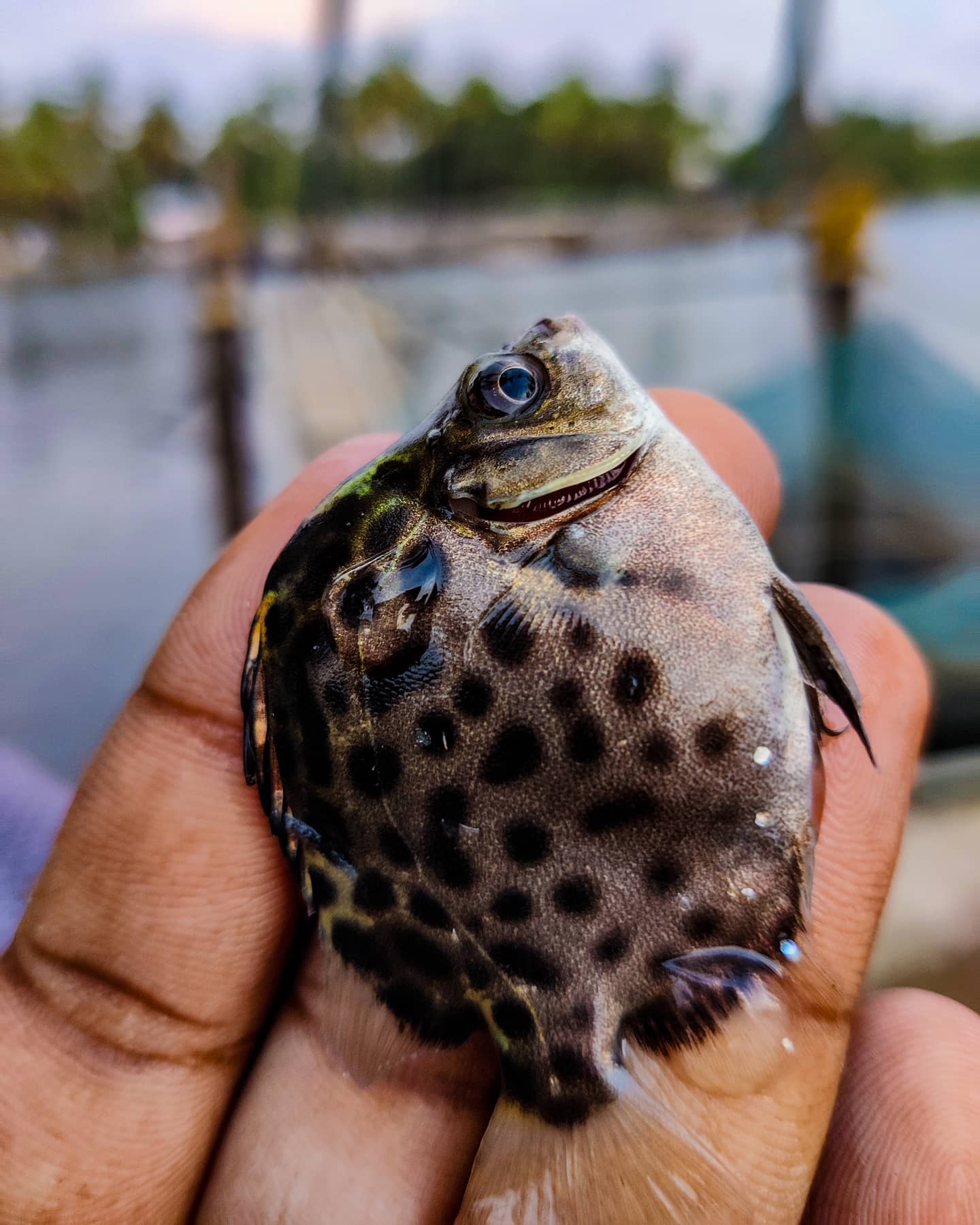 Anglers Area - Keralites are familiar with spotted...