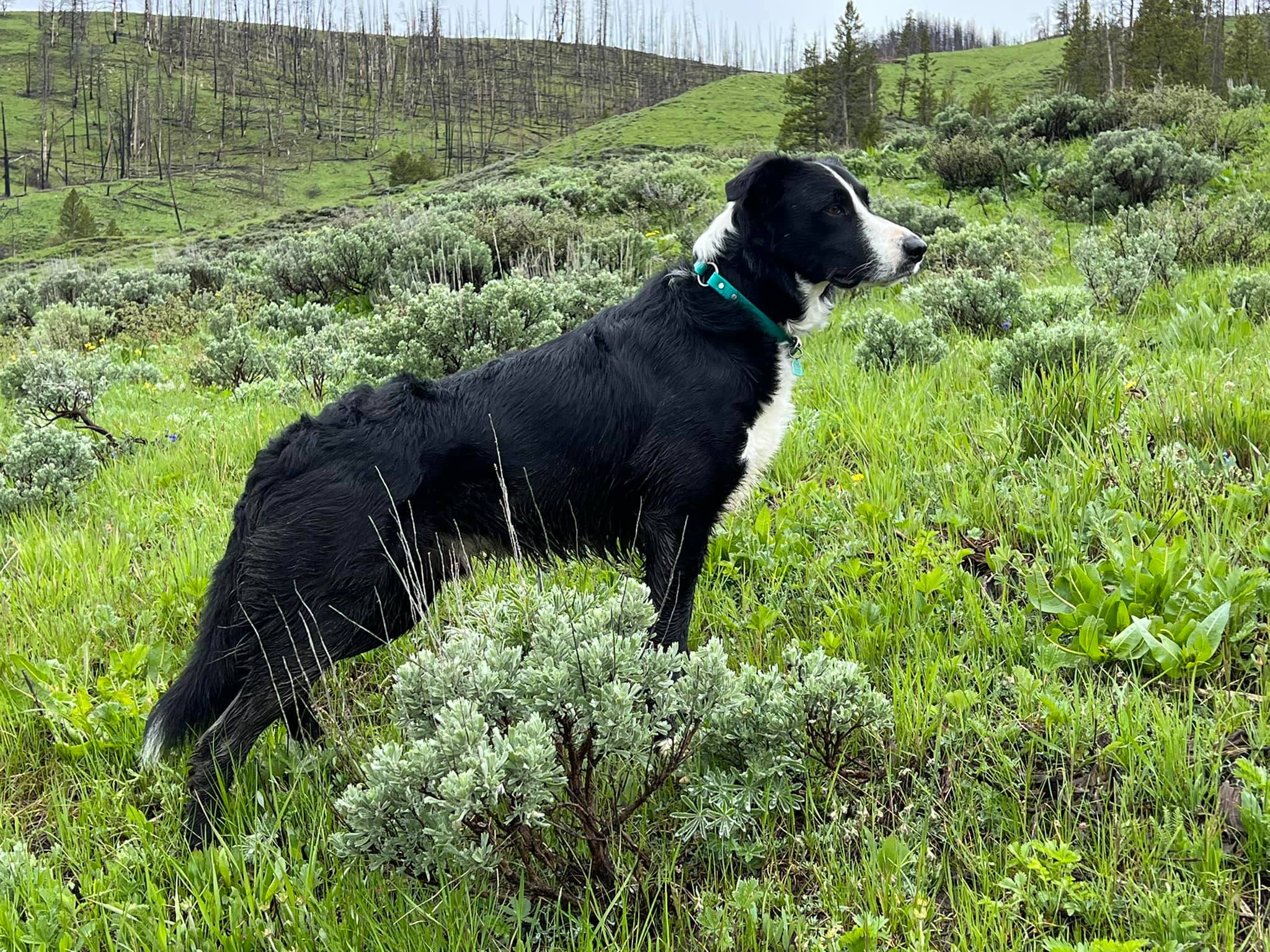 Our Badger, the 2021 USBCHA National... - Range Rover Resort | Facebook
