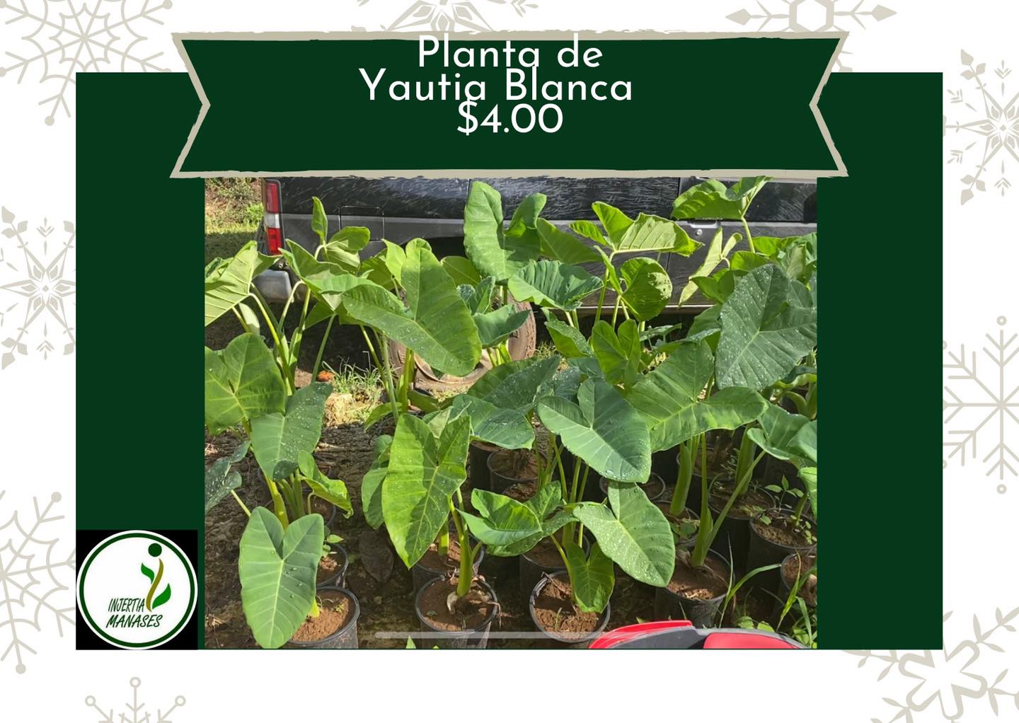 Plantas de Hortalizas $4.00 - [ ]... - Injertia Manases