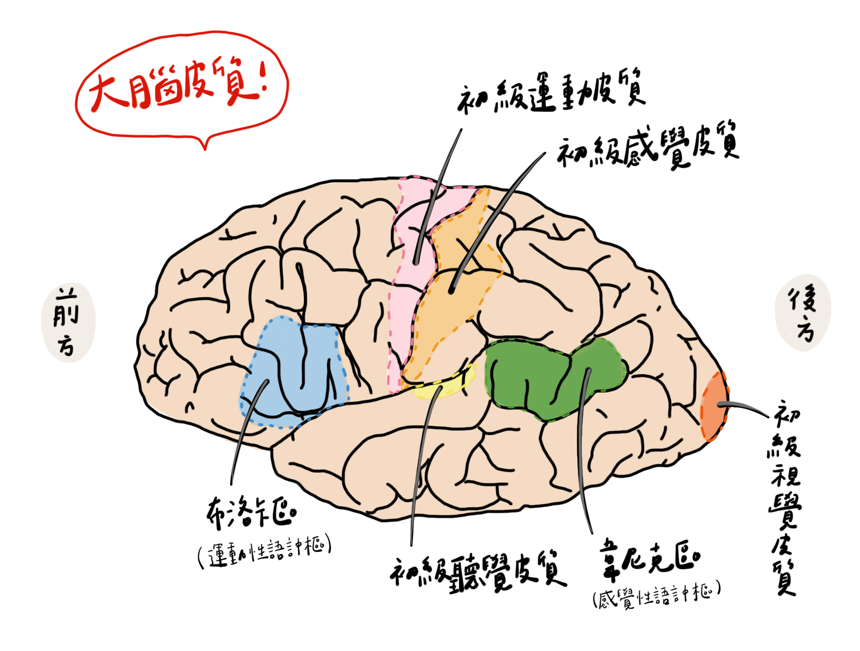 醫者診所 - [醫者學苑小知識-大腦語言區] 語言區通常在大腦的左半球，可以分成布洛卡區（Broca’s...