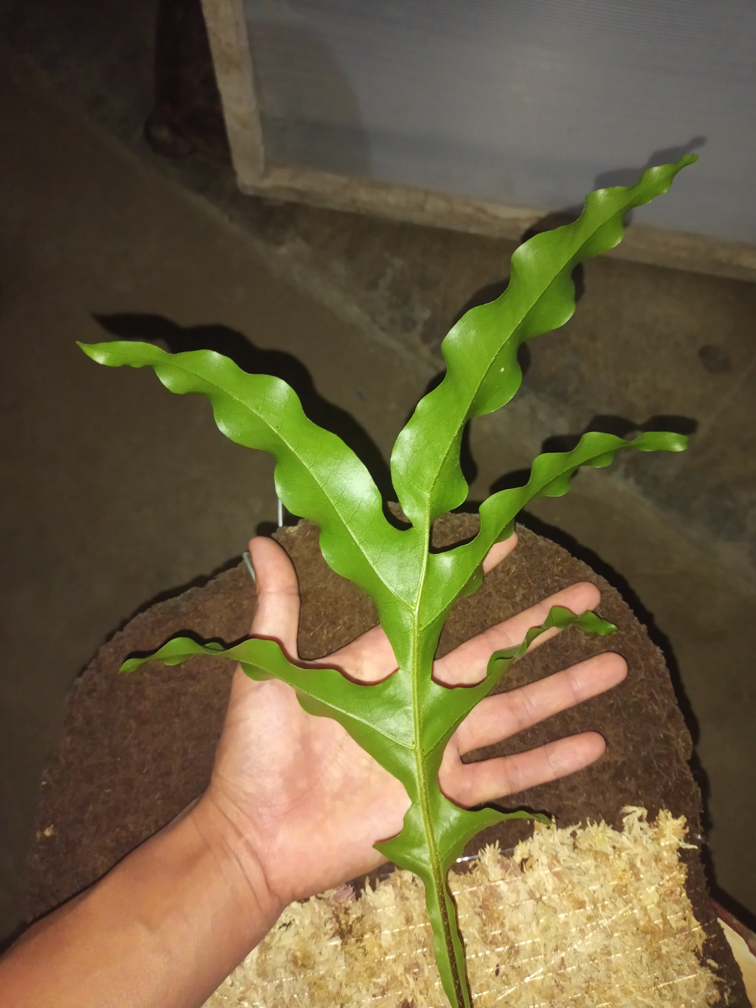 P. Ginka (FSQ spores) #platyceriumginka #cnxexoticfern