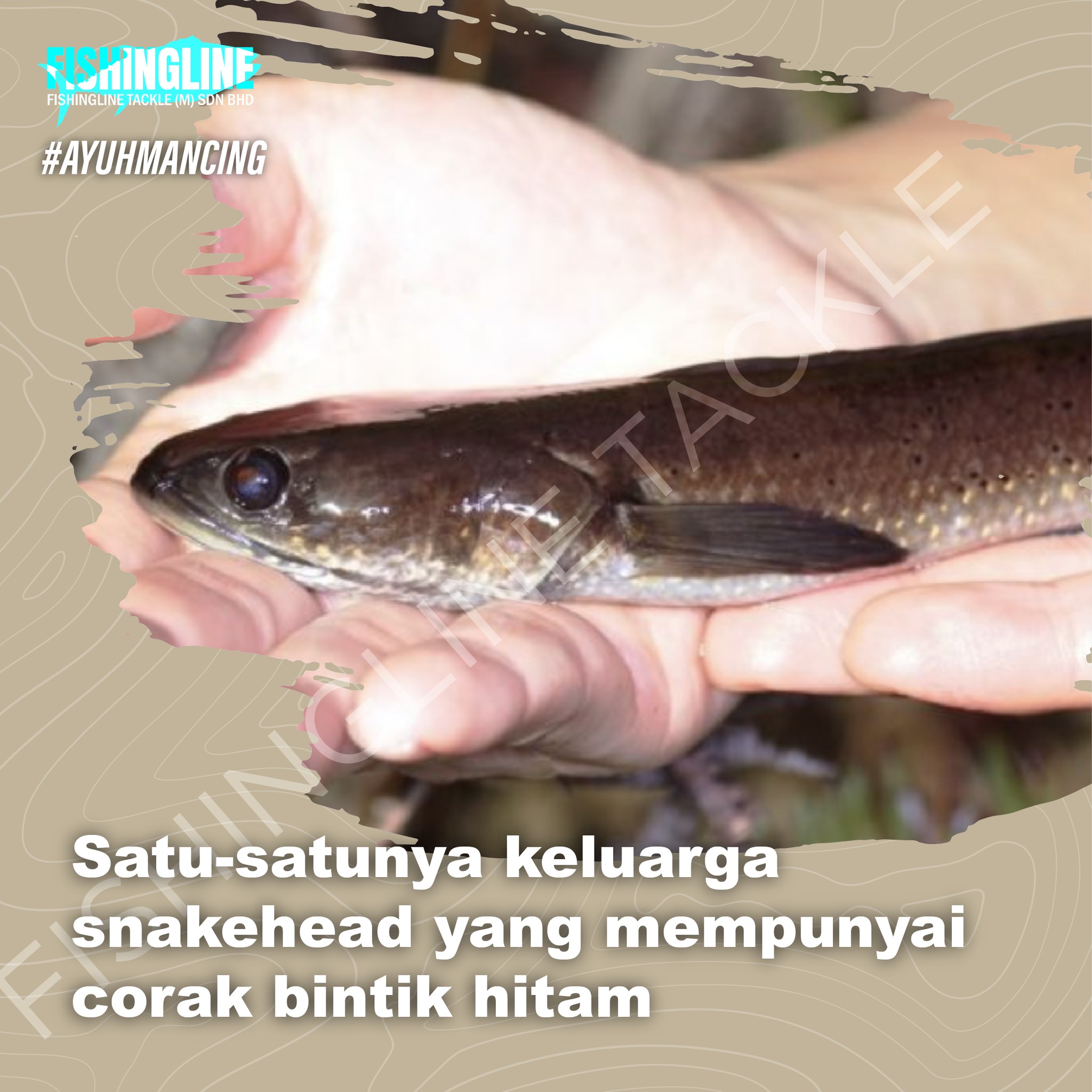 [ HARUAN RUNTU ] APA TU ?? HARUAN... - Fishingline Tackle