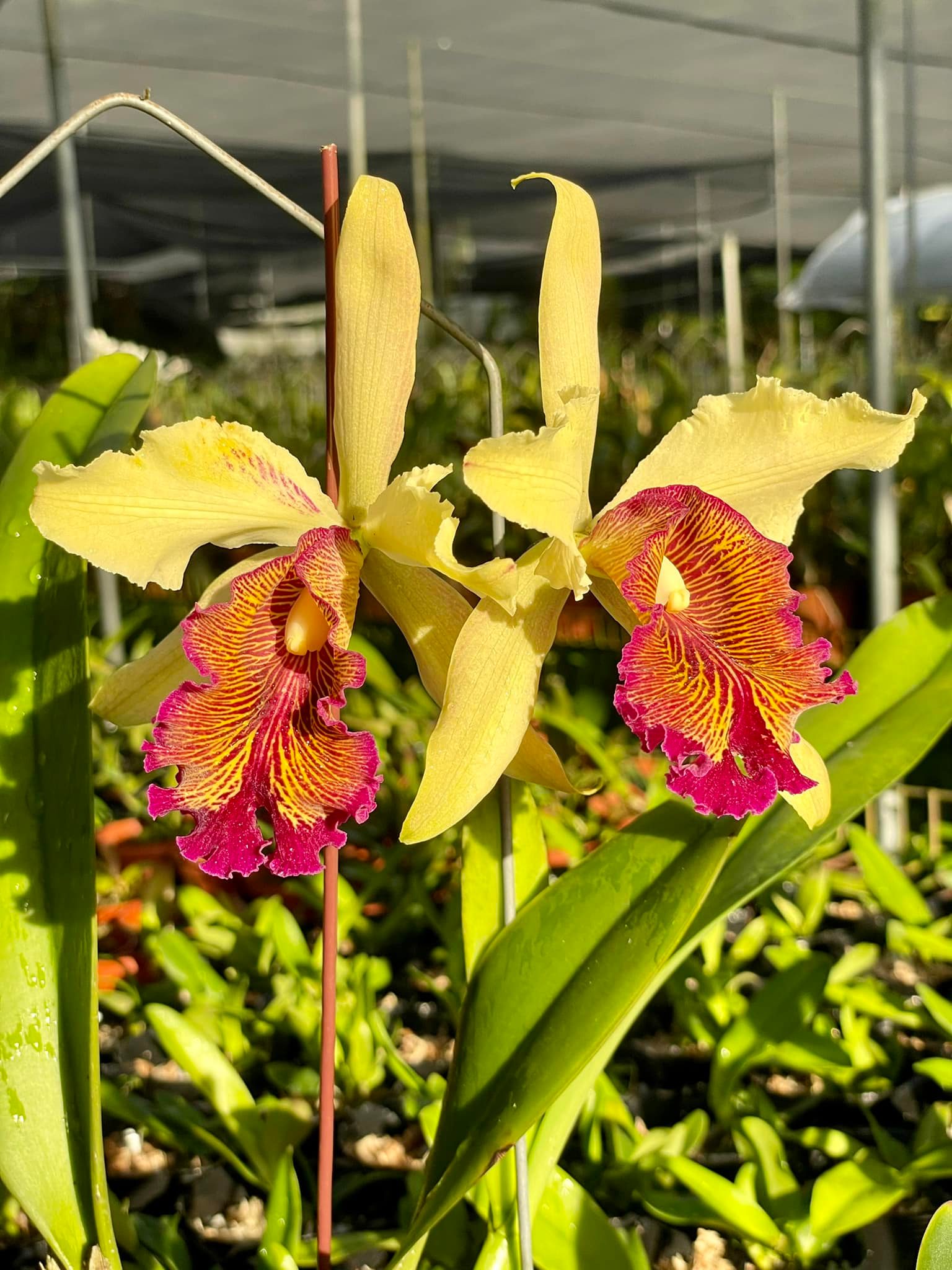 Cattleya dowiana aurea var rosita blooms with wonderful fragrance