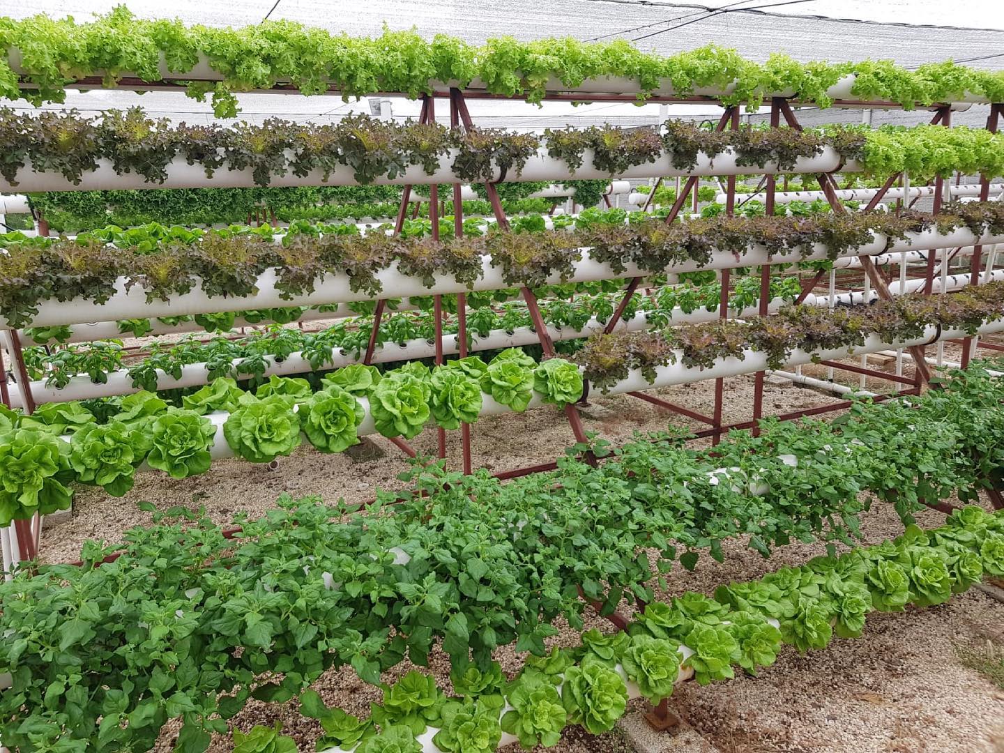 Zen Farm Curaçao