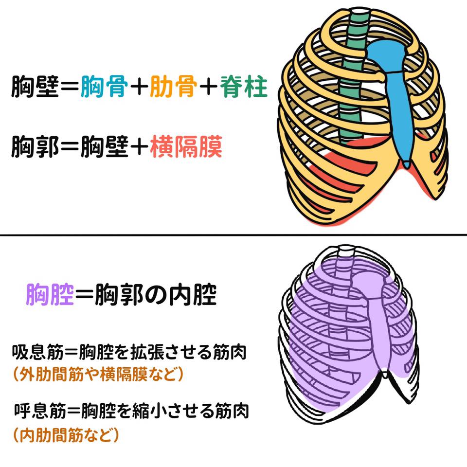 解剖生理学攻略ページ - 【イラストで分かる！】 「胸壁と胸郭と胸腔の違い」... | Facebook
