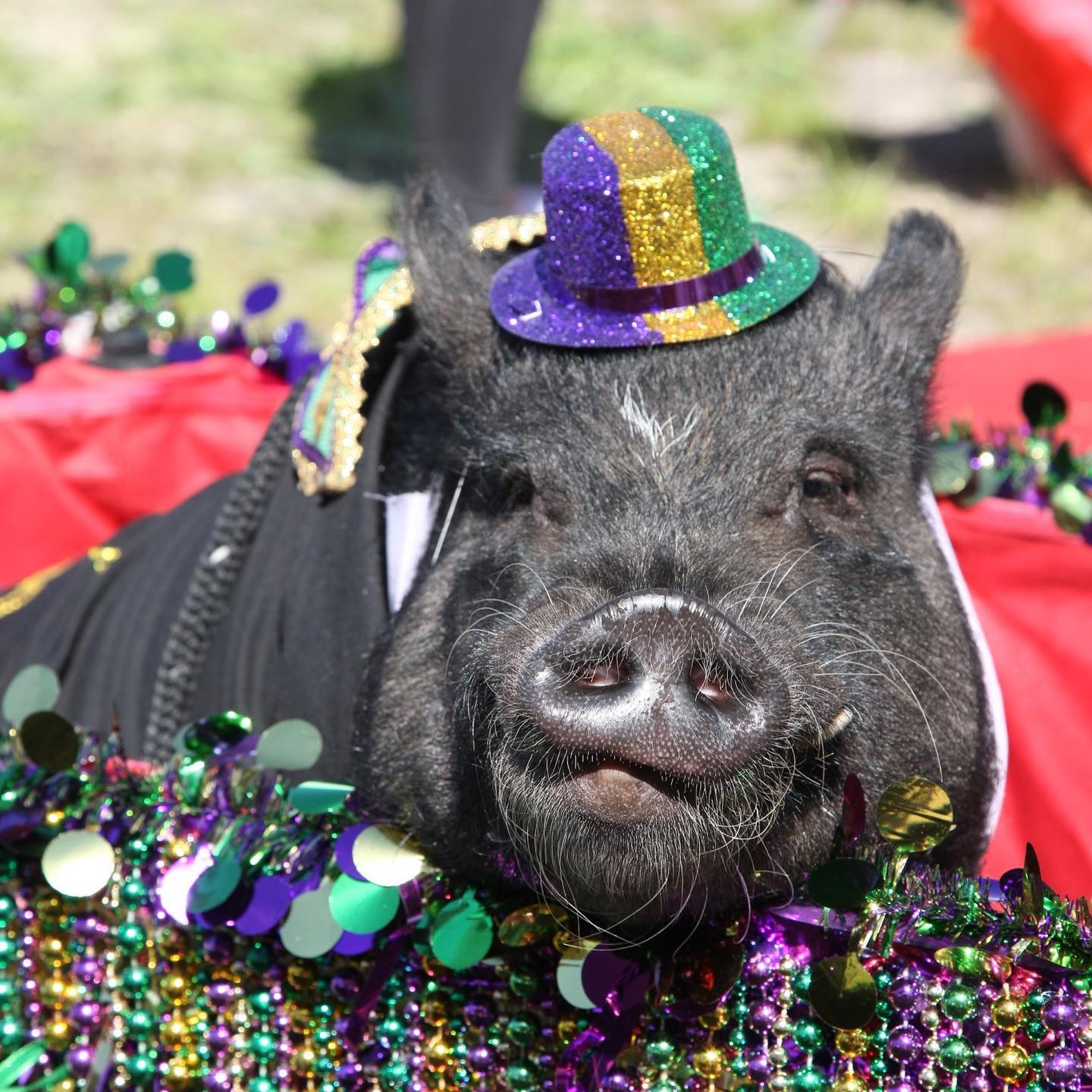 Where to begin?! Pig Pageant... - Central Texas Pig Rescue | Facebook