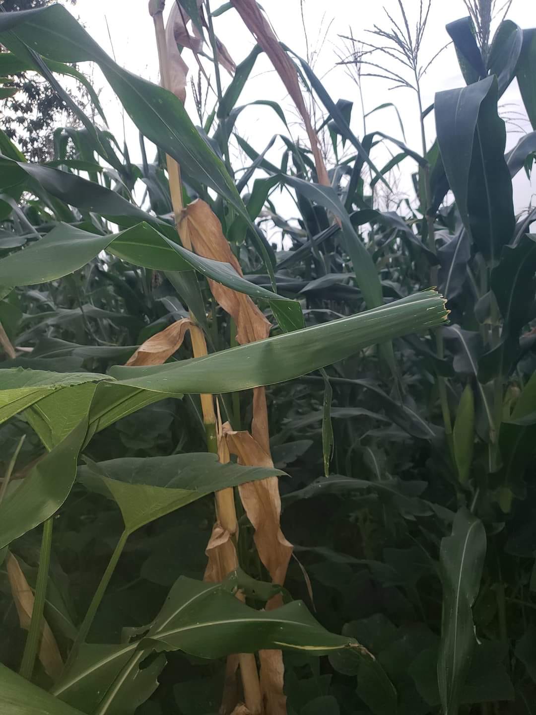 Nazil - 🌽 Maize Stand Drying Up? 🌽 Is your maize stand drying up within ...