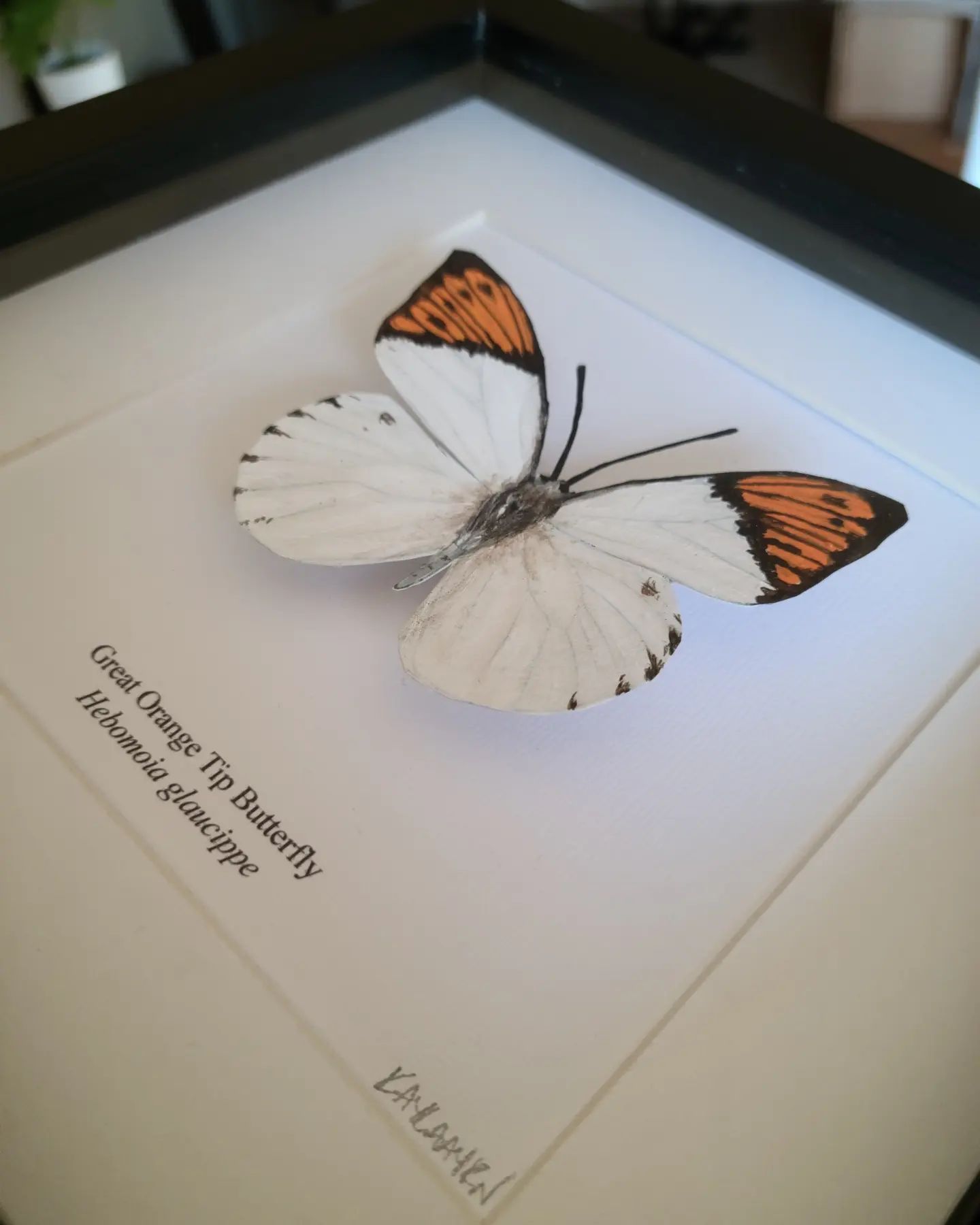 Kayla Ayrn: Art, Illustrations, Insects