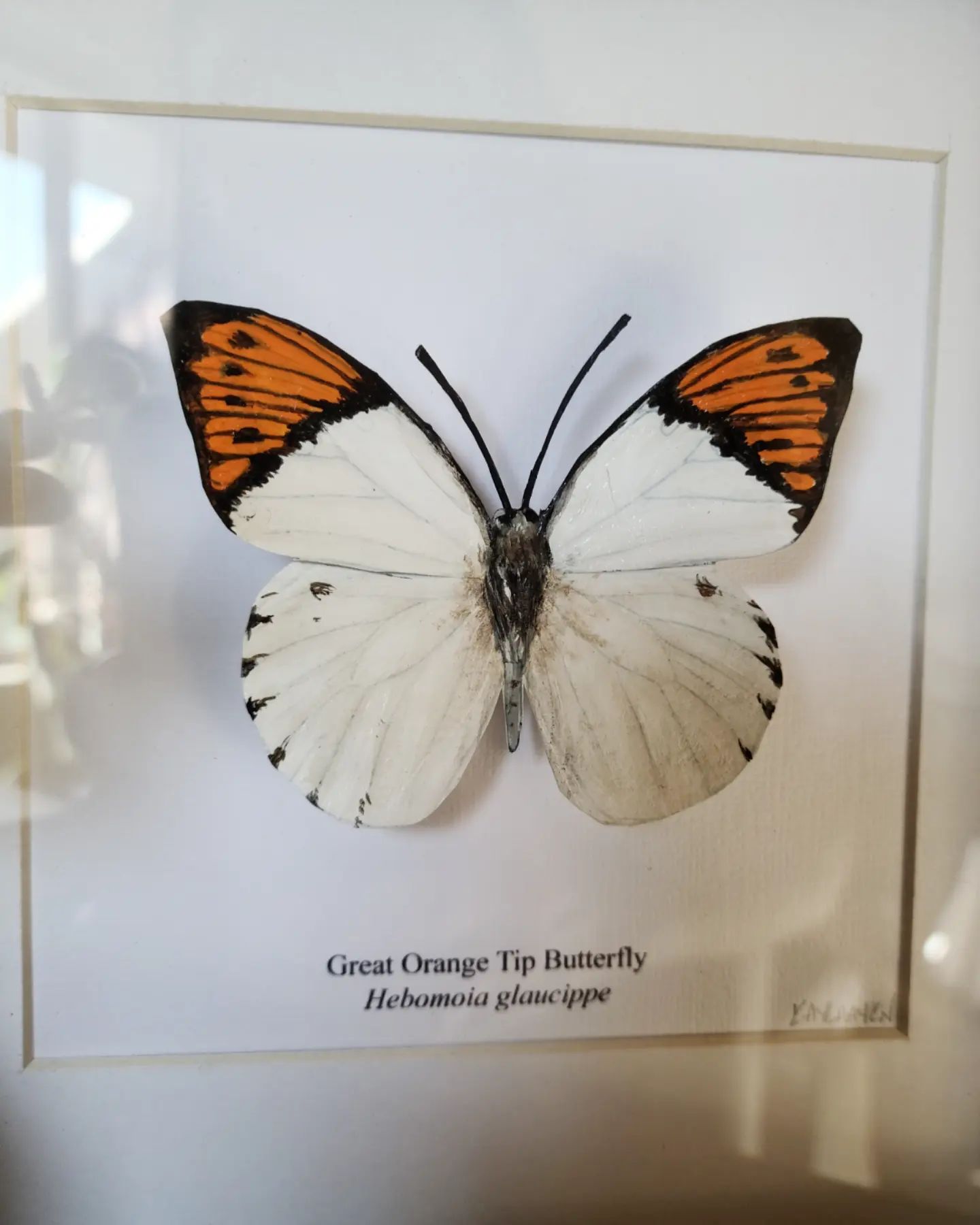 Kayla Ayrn: Art, Illustrations, Insects