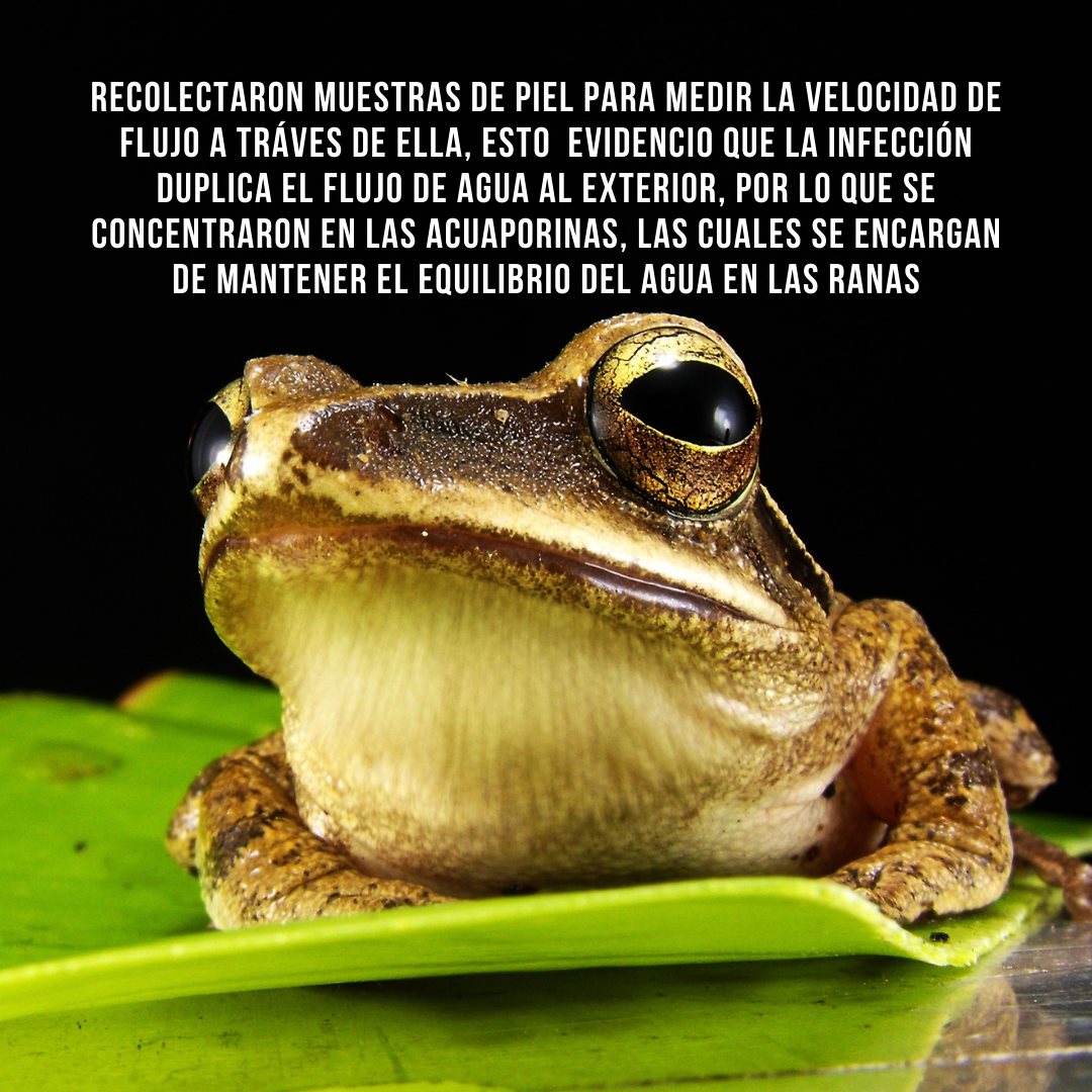 Biology Things - Las ranas, entre el agua y la vida. Las...