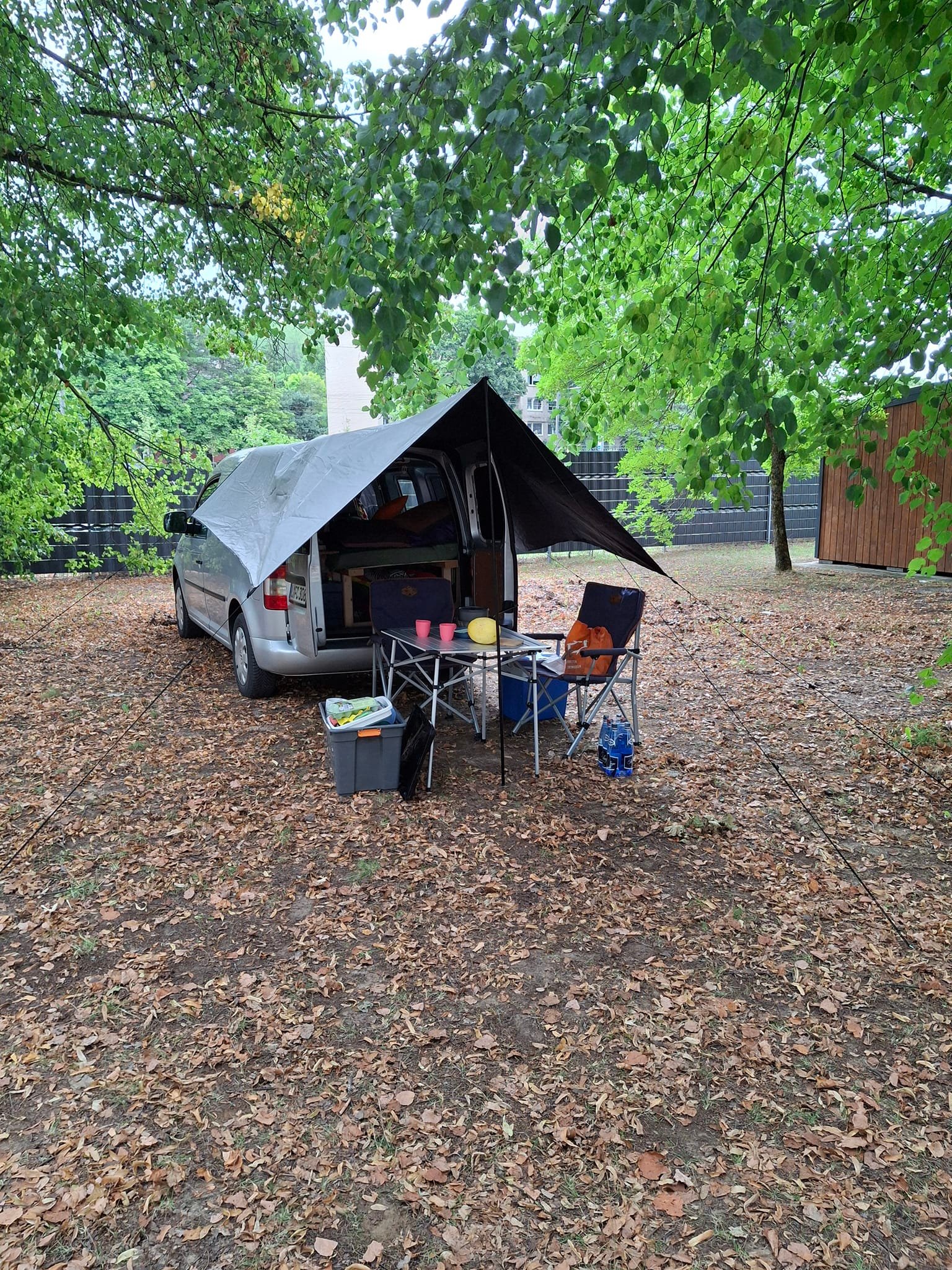 melnais zelts Auskari 