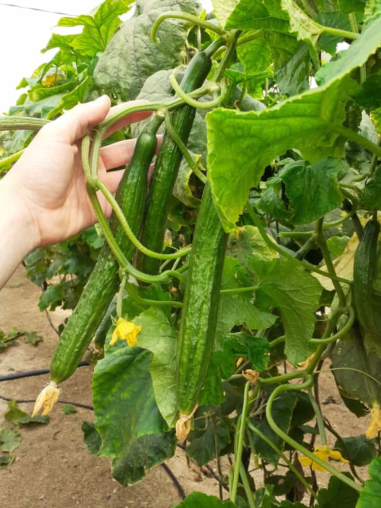 Servalesa - 🔸 FOLSER🔸 Es el mejor aliado para tu cultivo...