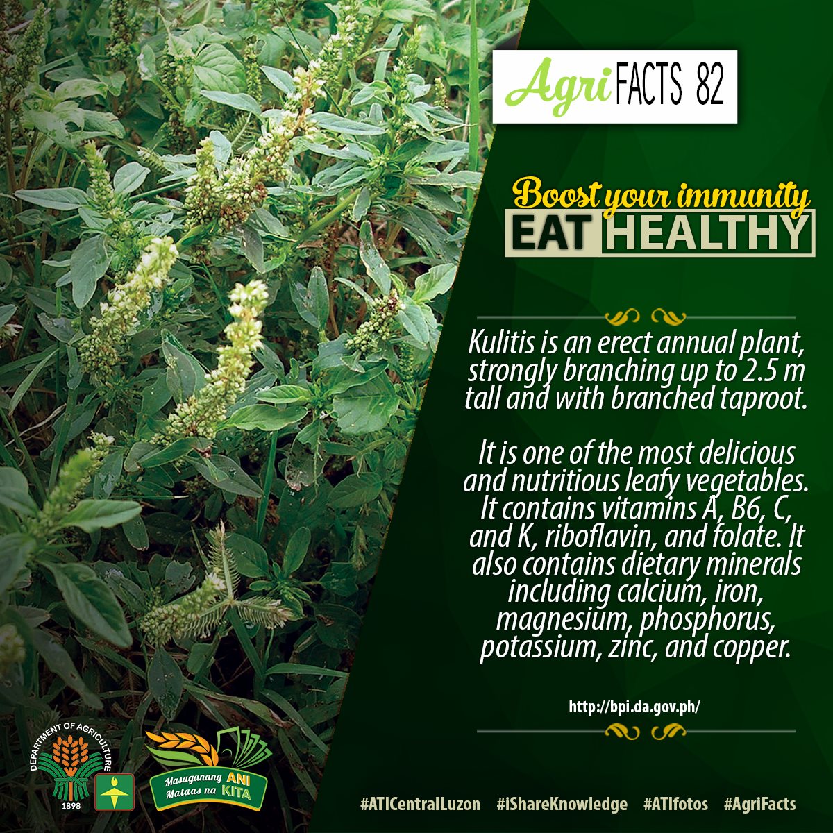 The edible kulitis (Amaranthus spp.)... - ATI Central Luzon | Facebook