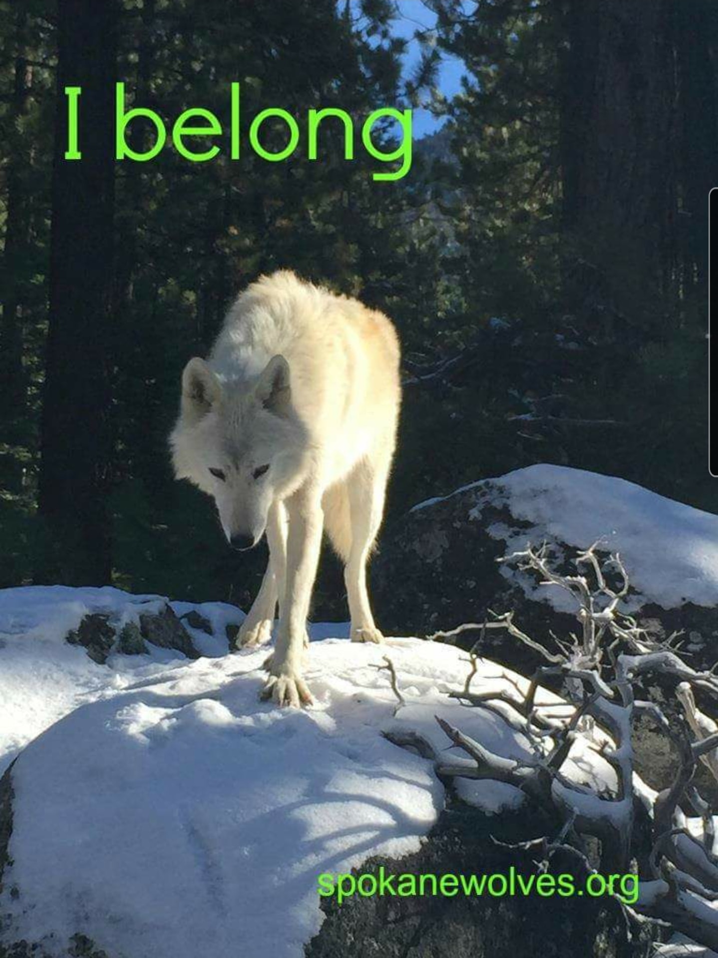 Spokane Friends of Wolves | Facebook