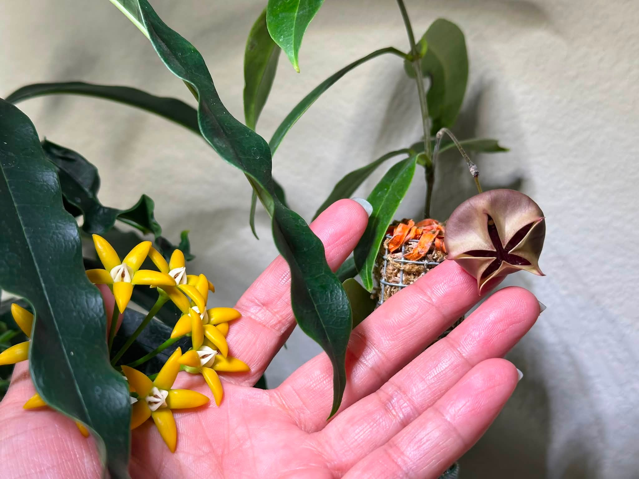 Hoya lockii (yellow)