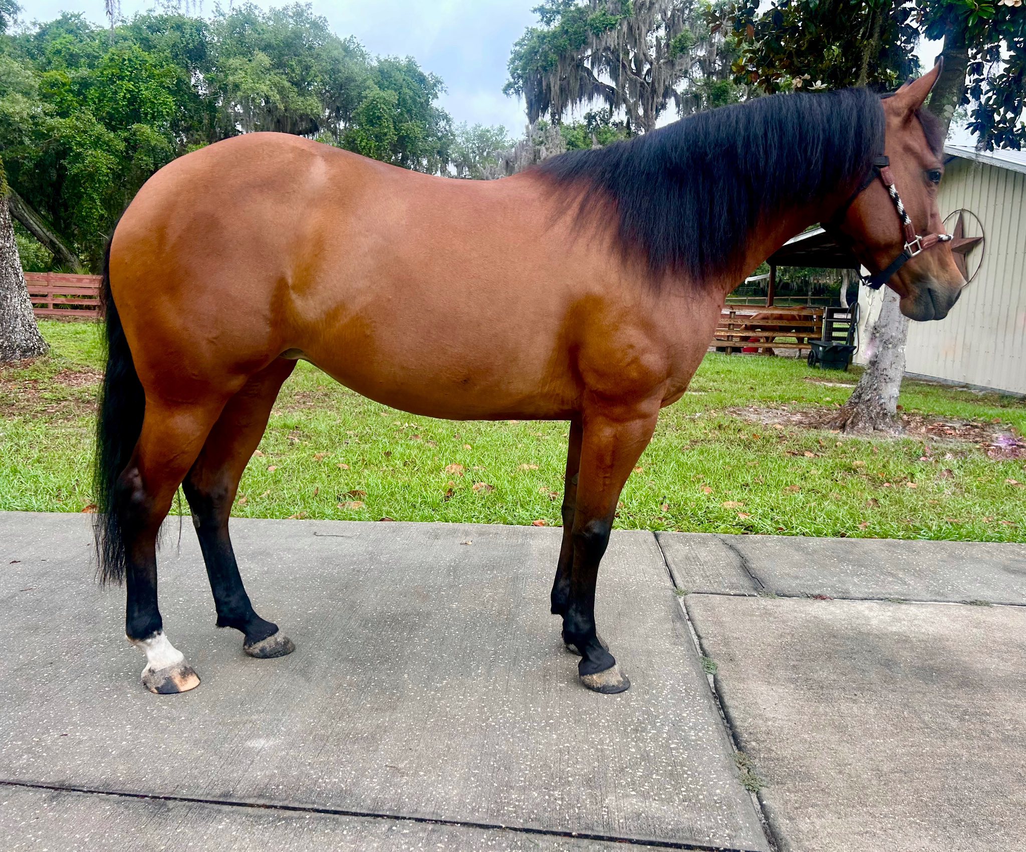 𝐂𝐨𝐧𝐬𝐢𝐠𝐧𝐞𝐝 𝐭𝐨 🎲Southwest Wisconsin Riding Sale🎲 1877