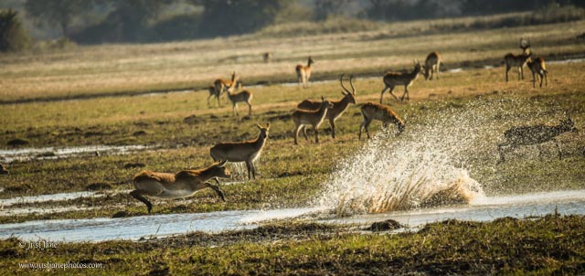 The Busanga day trip is an ideal tour... - Mapunga Bush Camp | Facebook
