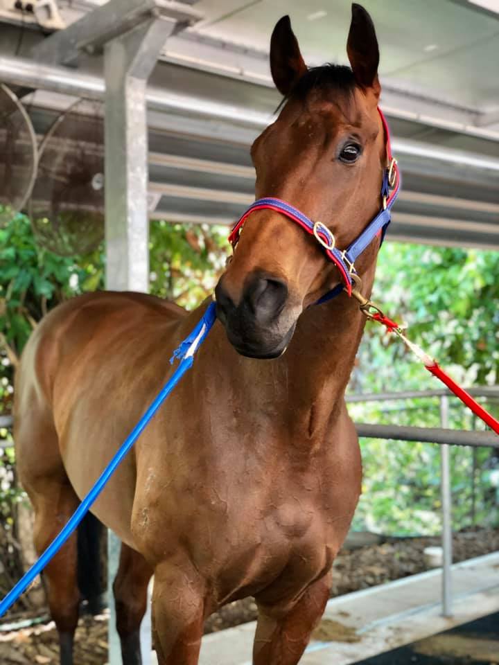 💙 ️🤍 24/7/21 💙 ️🤍 The Clarke... - Clarke Racing Stables