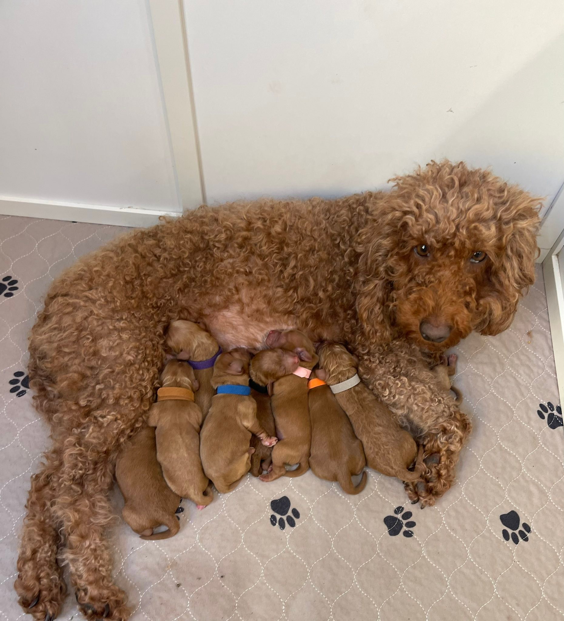 Cockapoo Country Cuddles | Exciting news!! 🤩 | Facebook