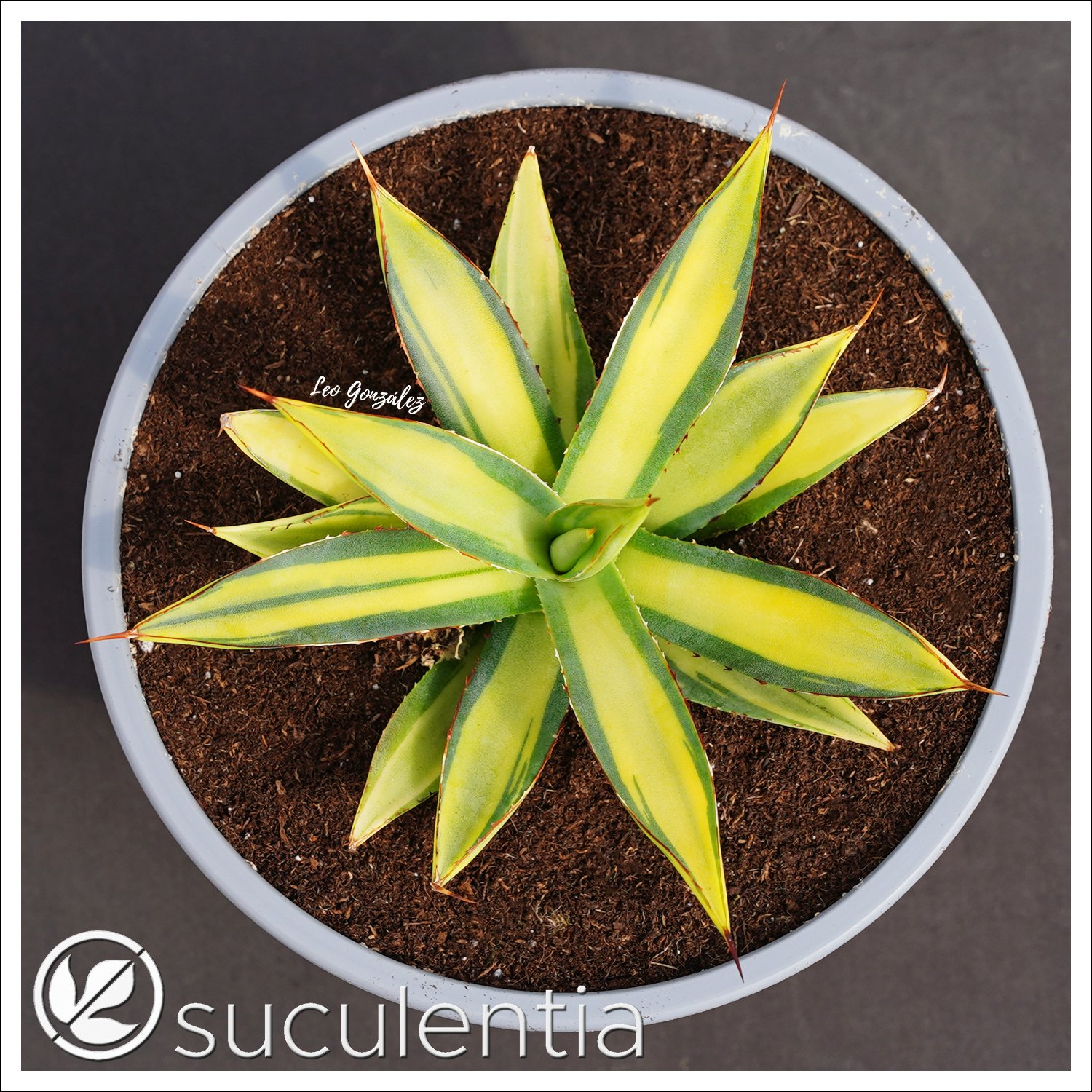 Agave 'Burnt Burgundy' variegated