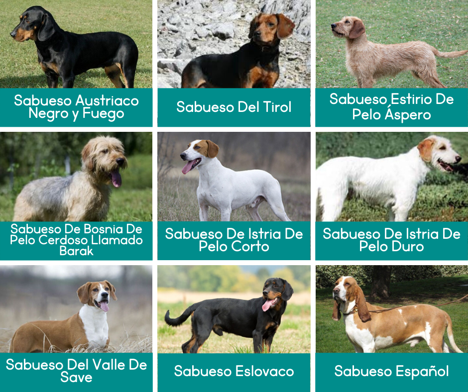 El Sabueso De Istria De Pelo Corto Es Una Buena Raza De Perro