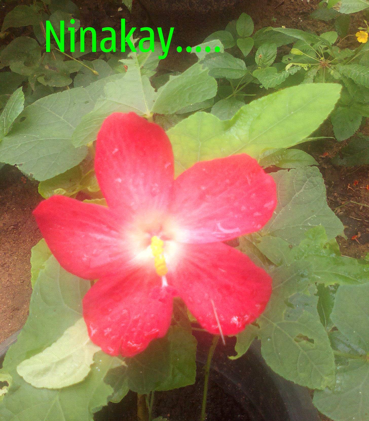 Chanassery Sivanandan Thalikulam