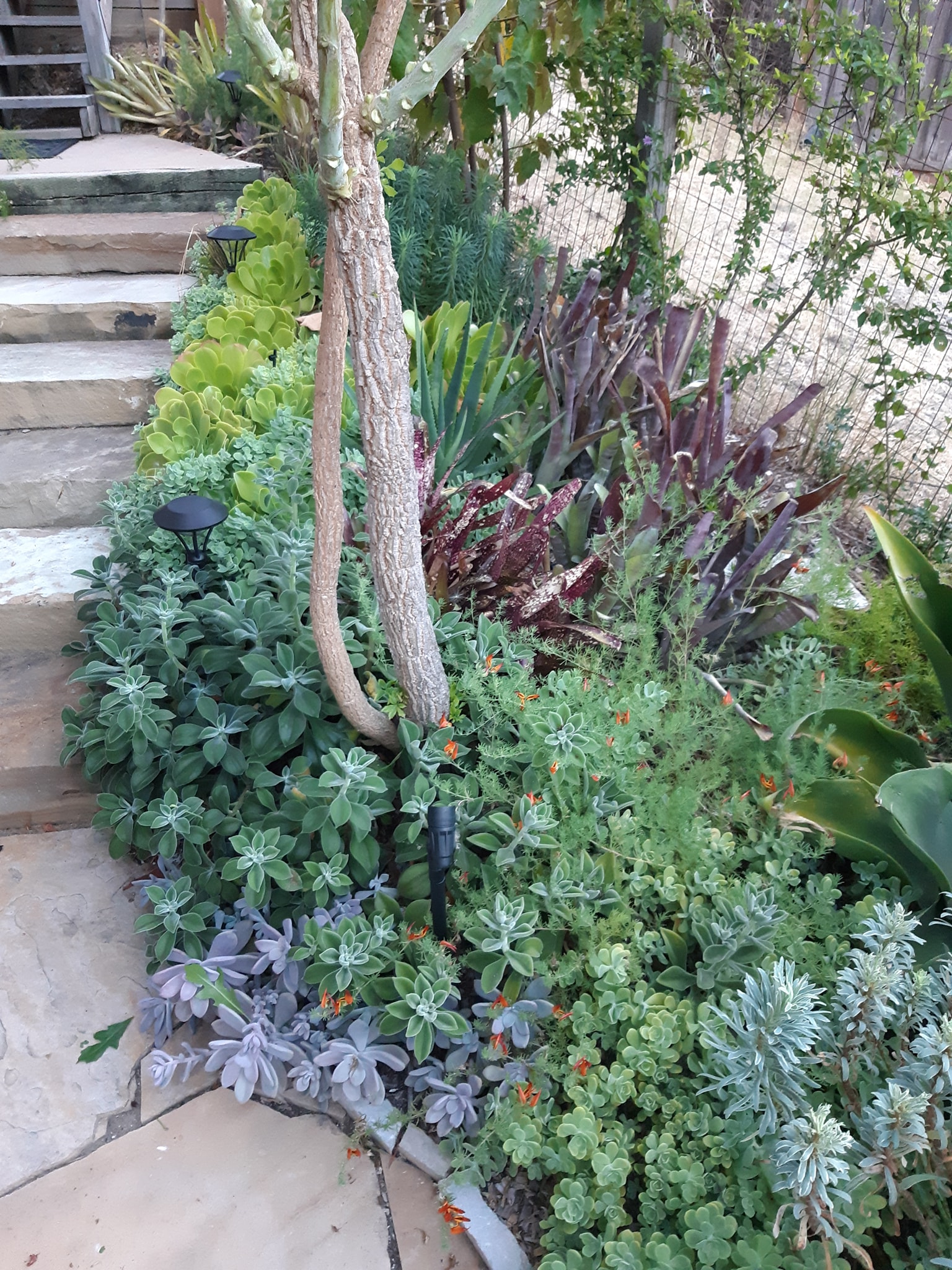Billbergia 'Ralph Graham French' bromeliad in San Francisco garden