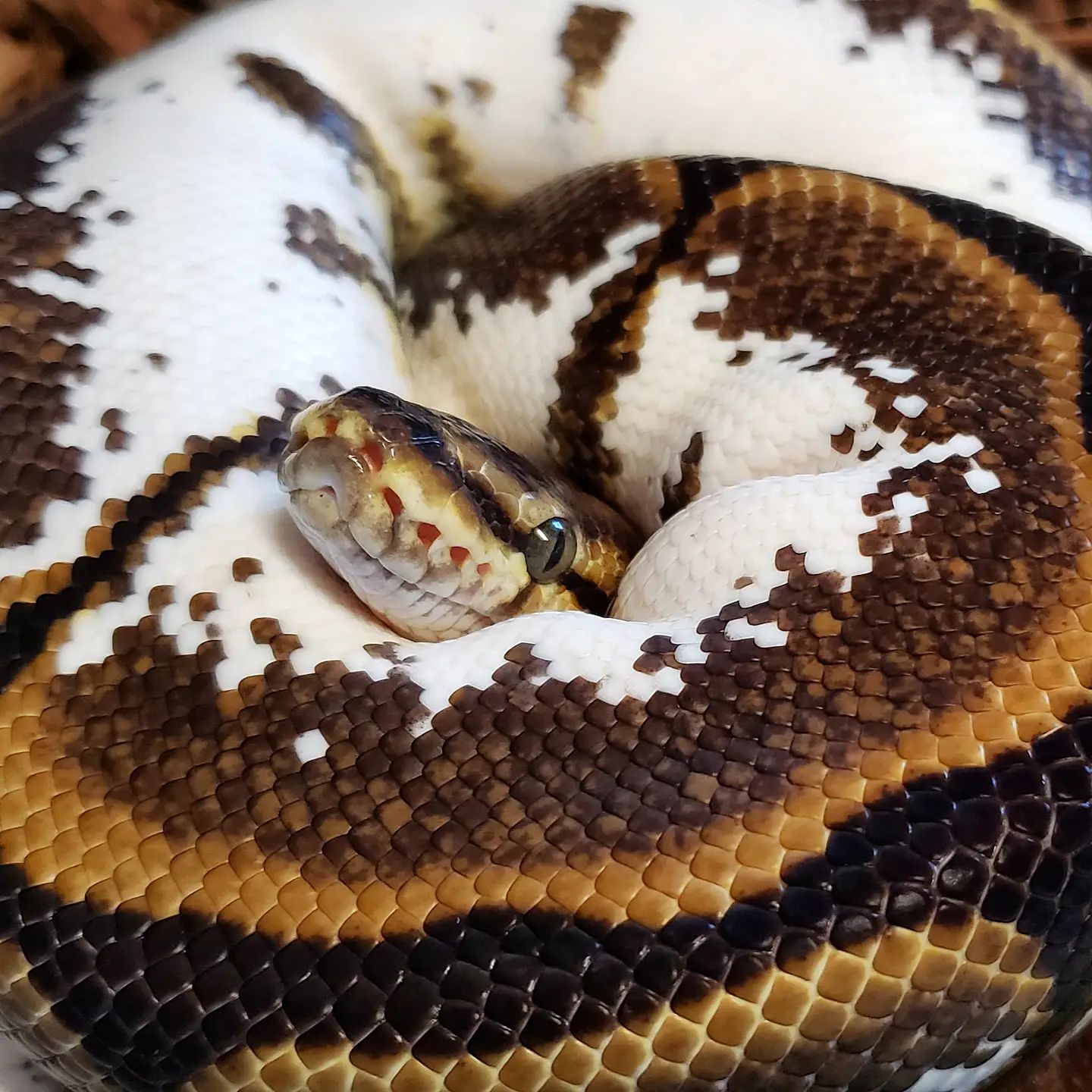Snug as a bug. 🧡🖤🧡🖤 . . . . .... - Black Frost Exotics | Facebook