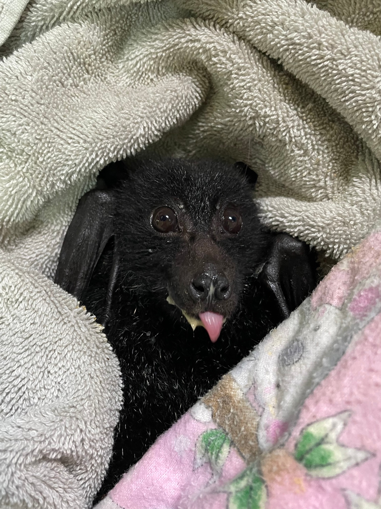 This incredible fighter is... - Bat Conservation & Rescue QLD | Facebook
