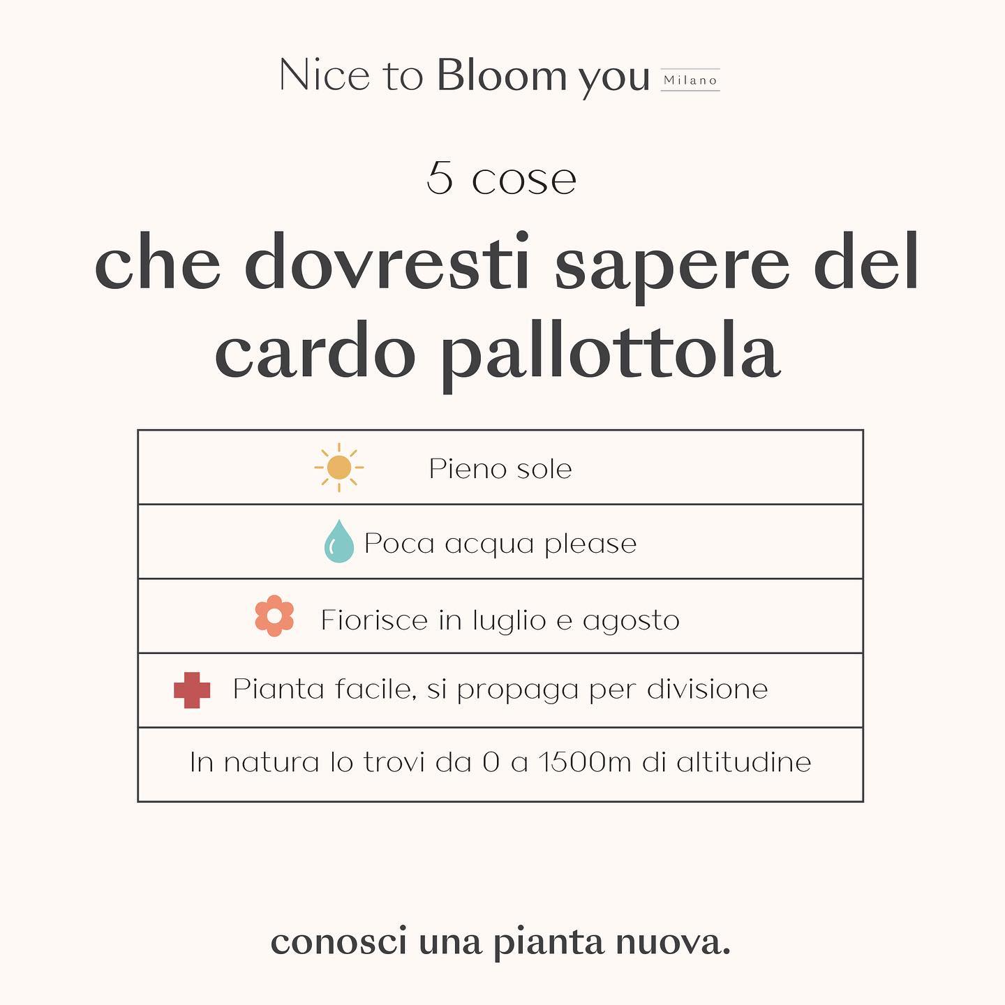 Nice to Bloom You