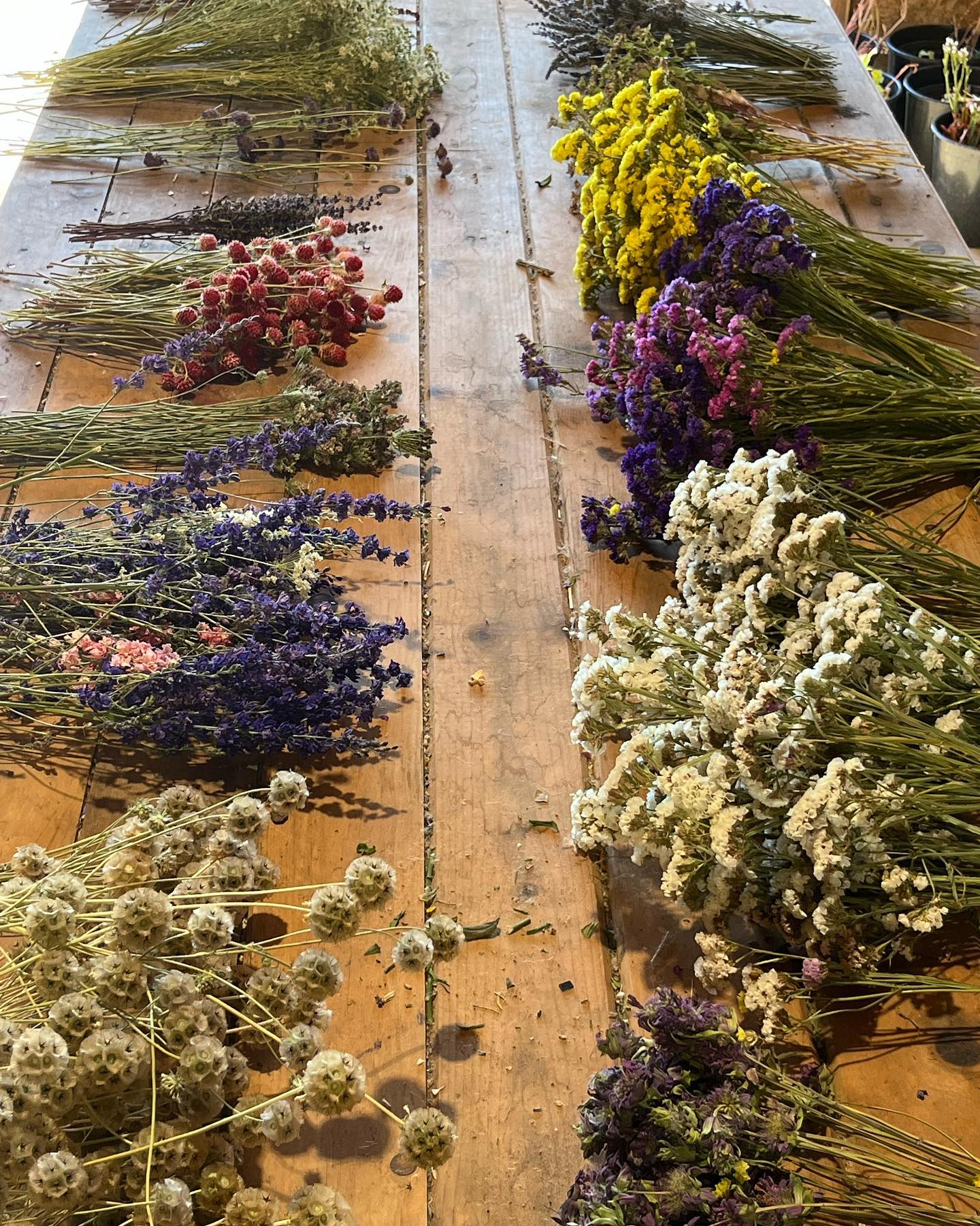 Our dried flowers are... - Red Maple Ranch Flower Farm