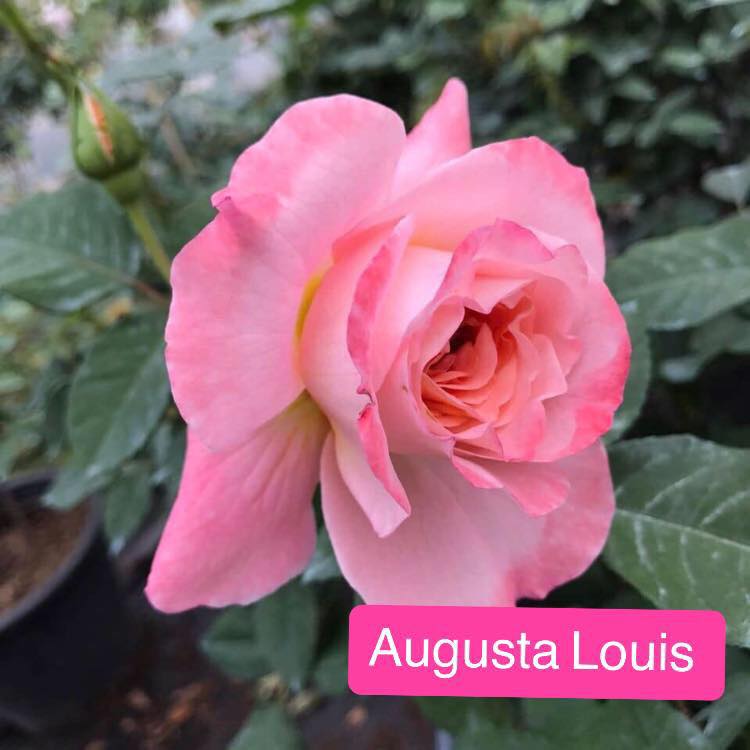 MI CASA - ปิดการขาย Augusta louis (ออกุสต้า หลุยส์)... | Facebook