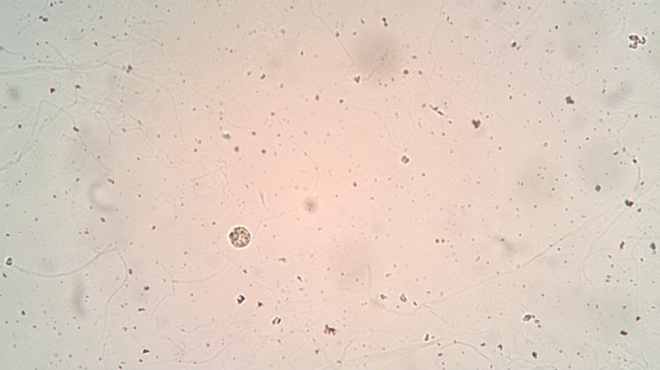 Photobiology