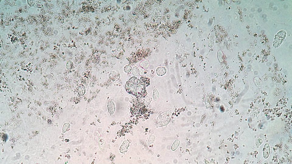 Photobiology