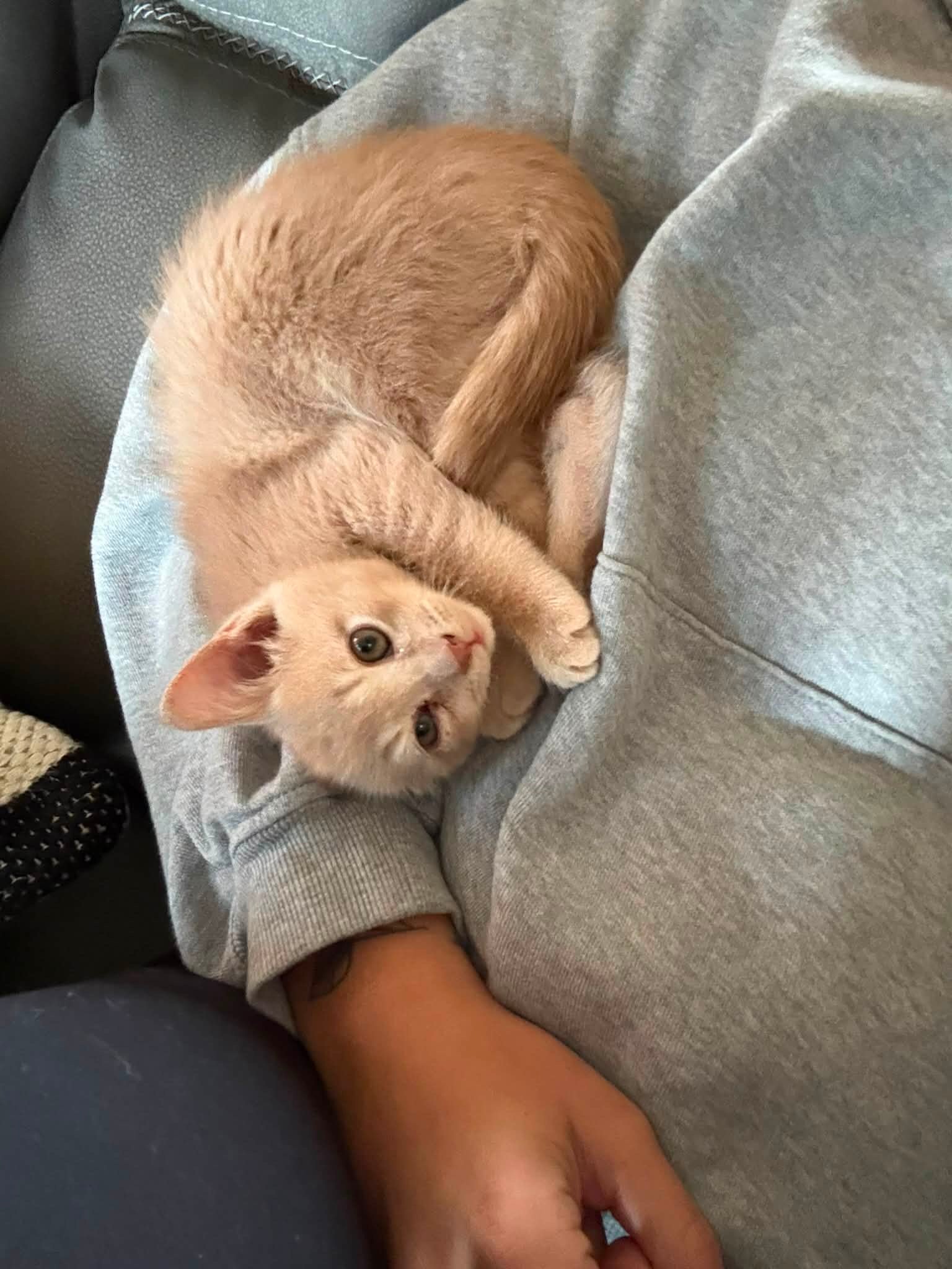 Zane-R pic Ziggy- new member to the family Love my orange cats!