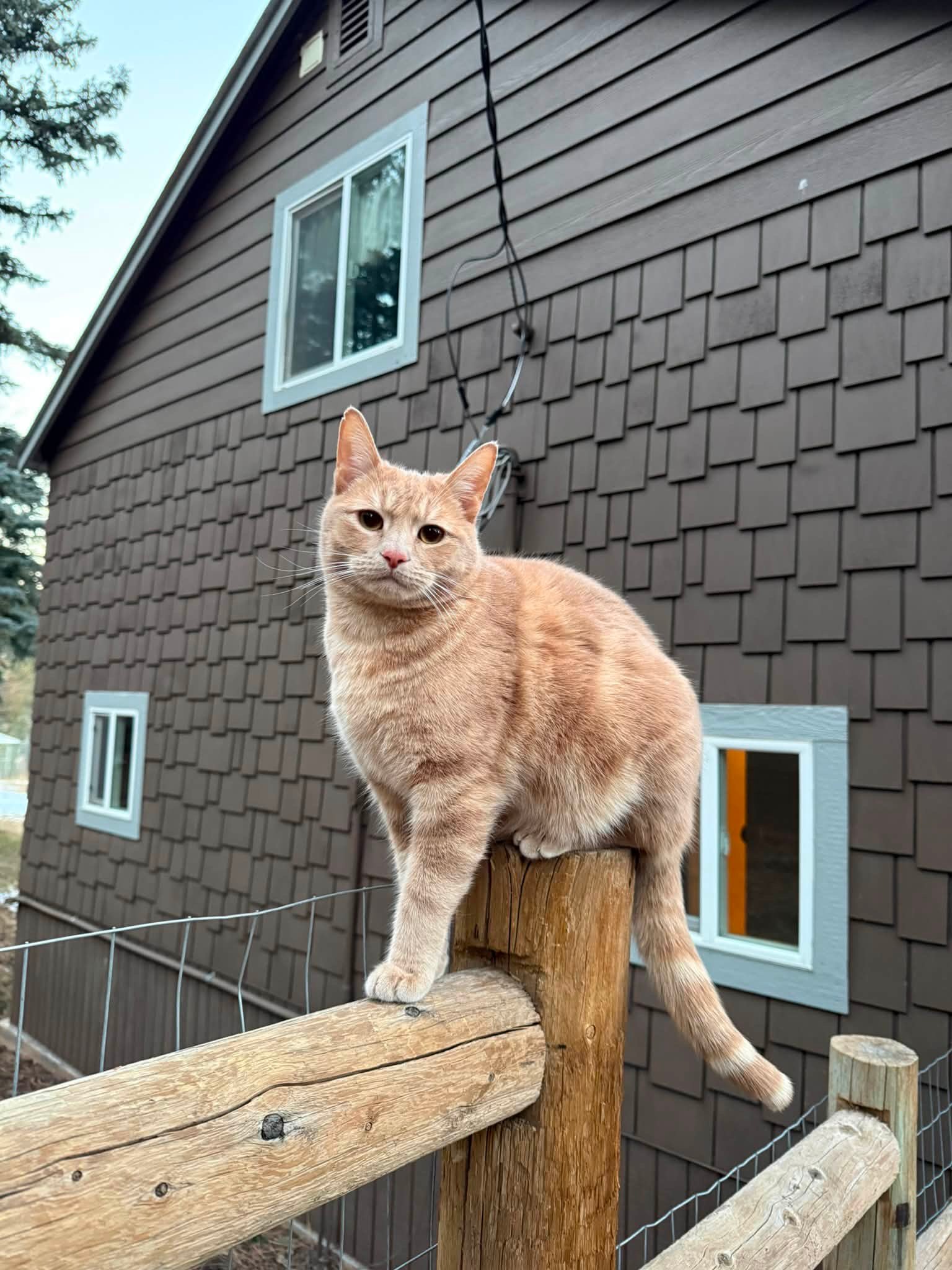 Zane-R pic Ziggy- new member to the family Love my orange cats!
