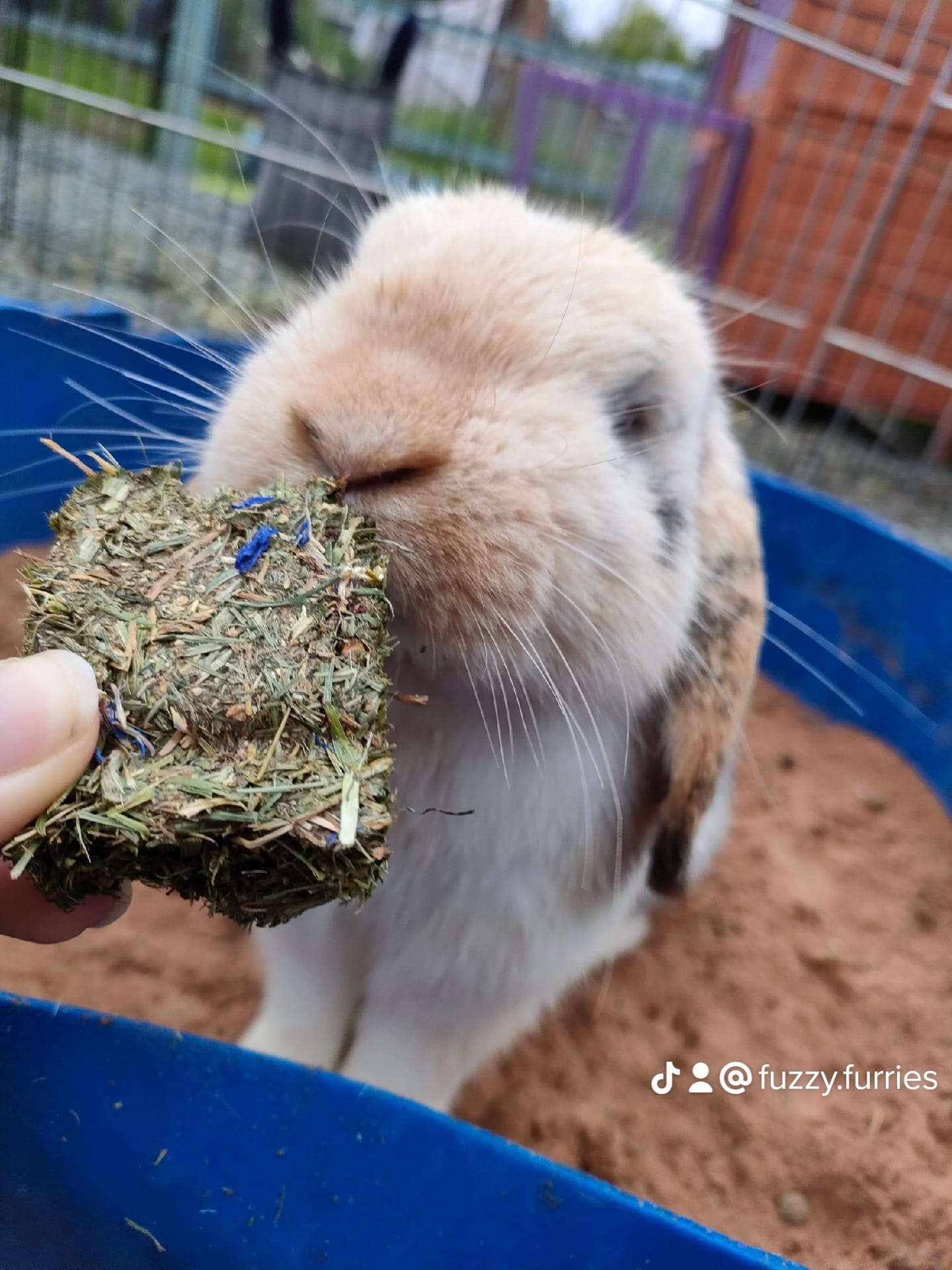 Fuzzy Furries Animal Sanctuary & Rescue Shrewsbury - Charlie | Facebook