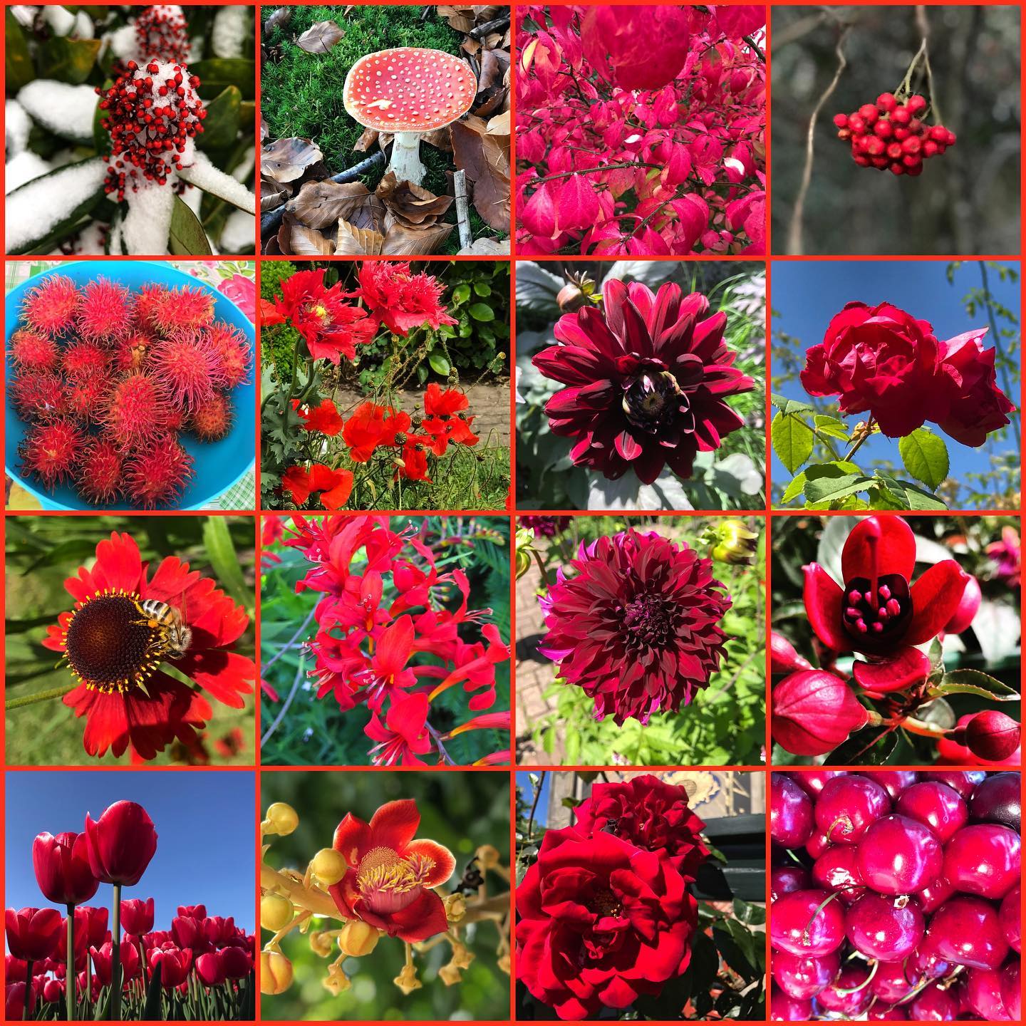 Reisvrolijk - Vandaag is het voor mij #rood #kleurindenatuur. Tja soms ...