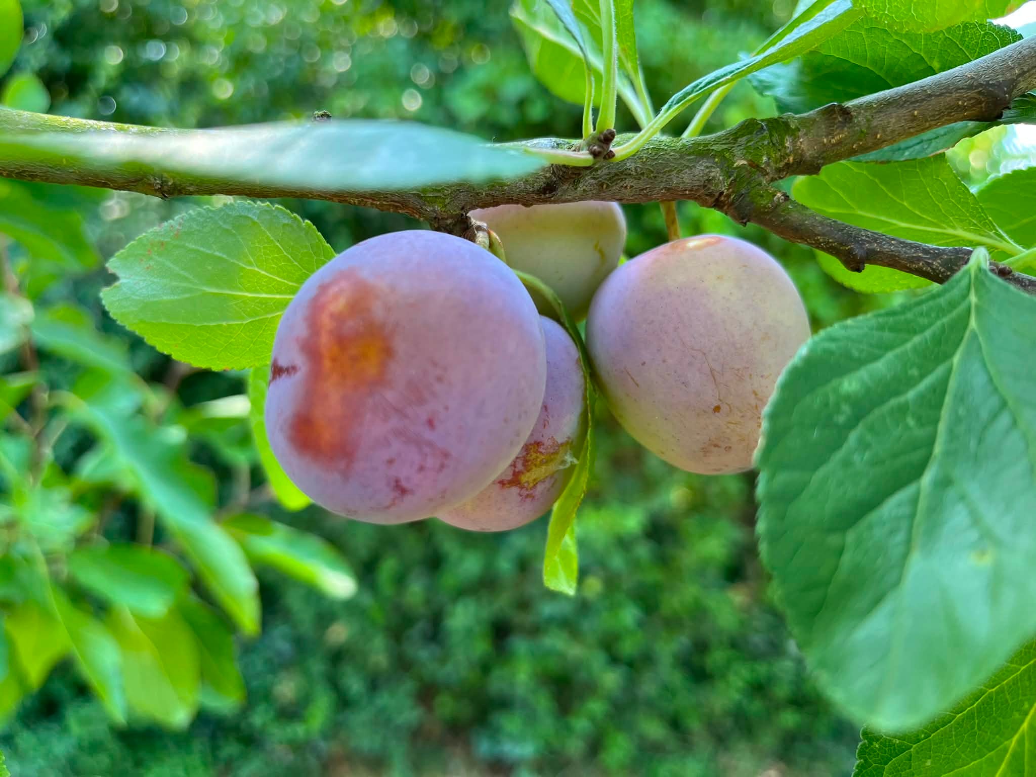 What plum variety has small, sweet, purple fruit?