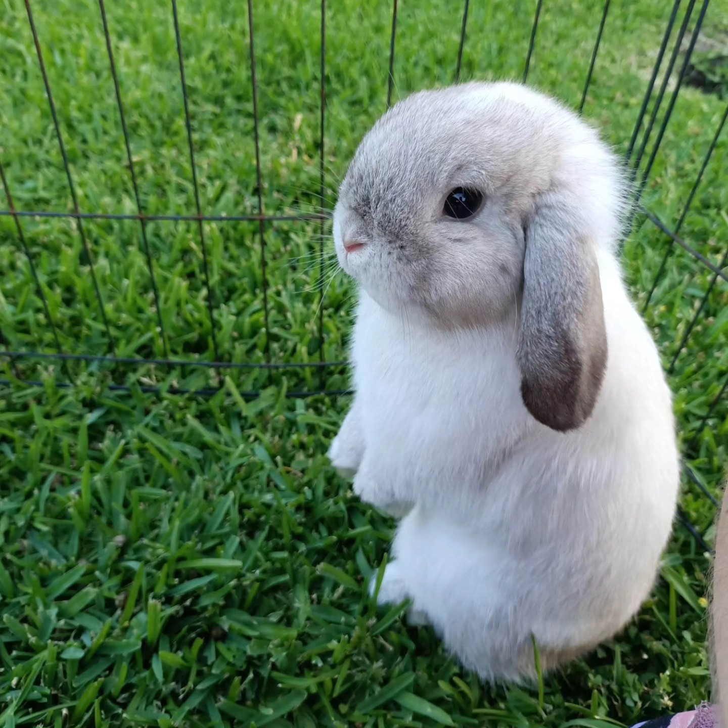 Shady Patches Rabbits | Perth WA