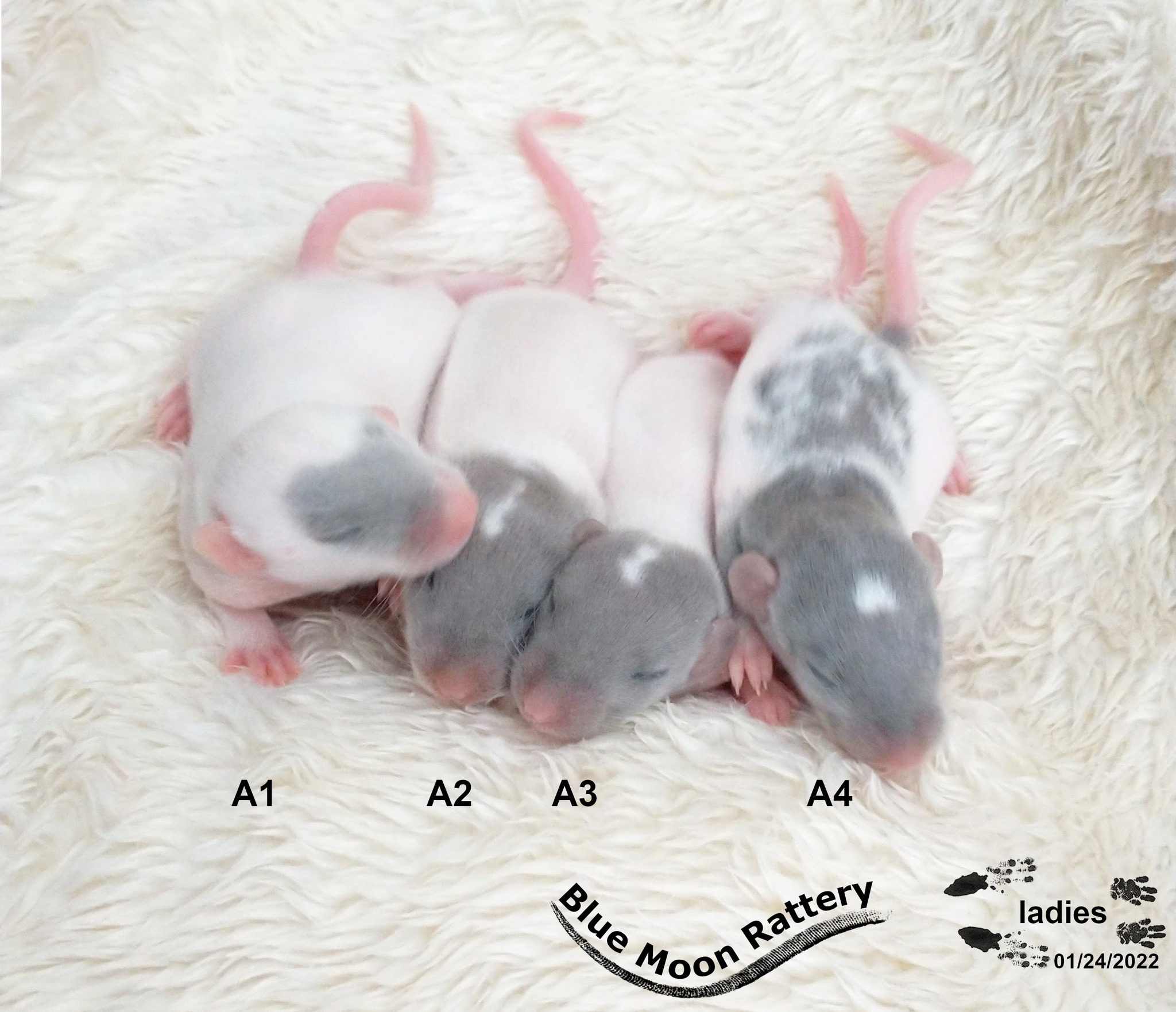 Our Russian Blue line welcomes our... - Blue Moon Rattery