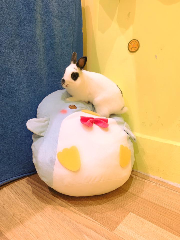 兔巢 rabbit nest - 騎娃娃！偷比 天真以為能駕馭胖胖的企鵝😂😂 偷比語錄：不要怕做就對了 ️... | Facebook